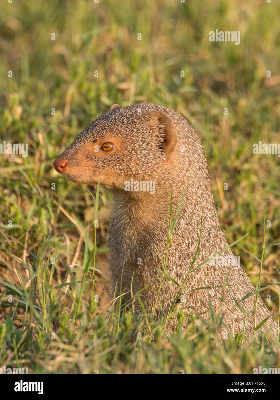 Indian grey mongoose (Urva edwardsii) Stock Photo