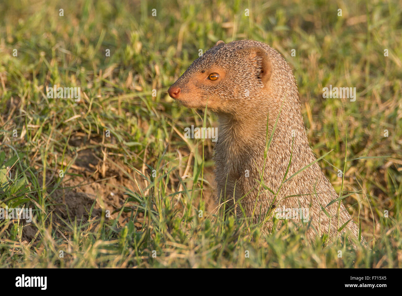 Indian grey mongoose (Urva edwardsii Stock Photo - Alamy