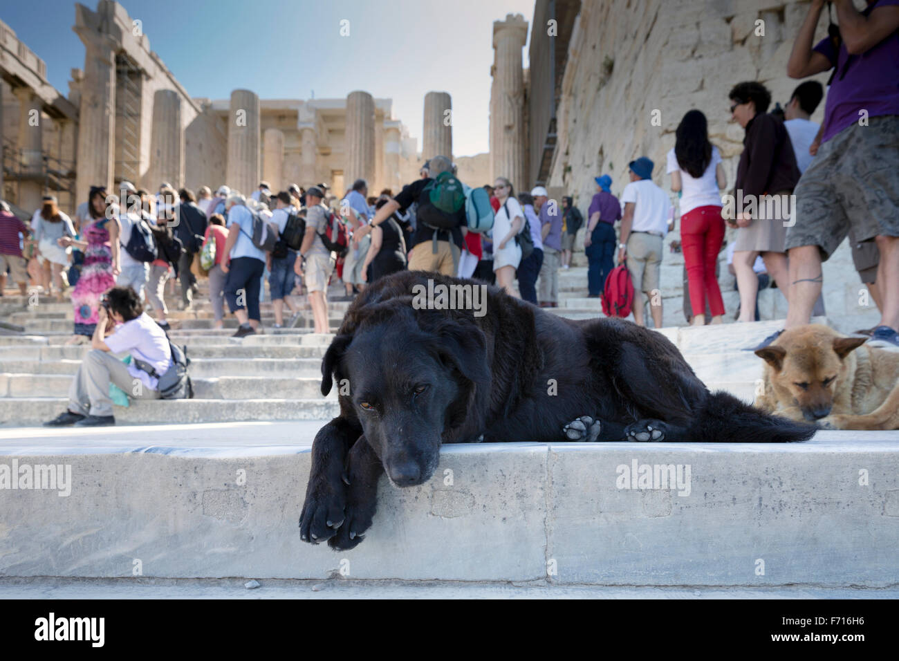 Guardian dog on the steps of the Acropolis of Athens, Greece Stock Photo