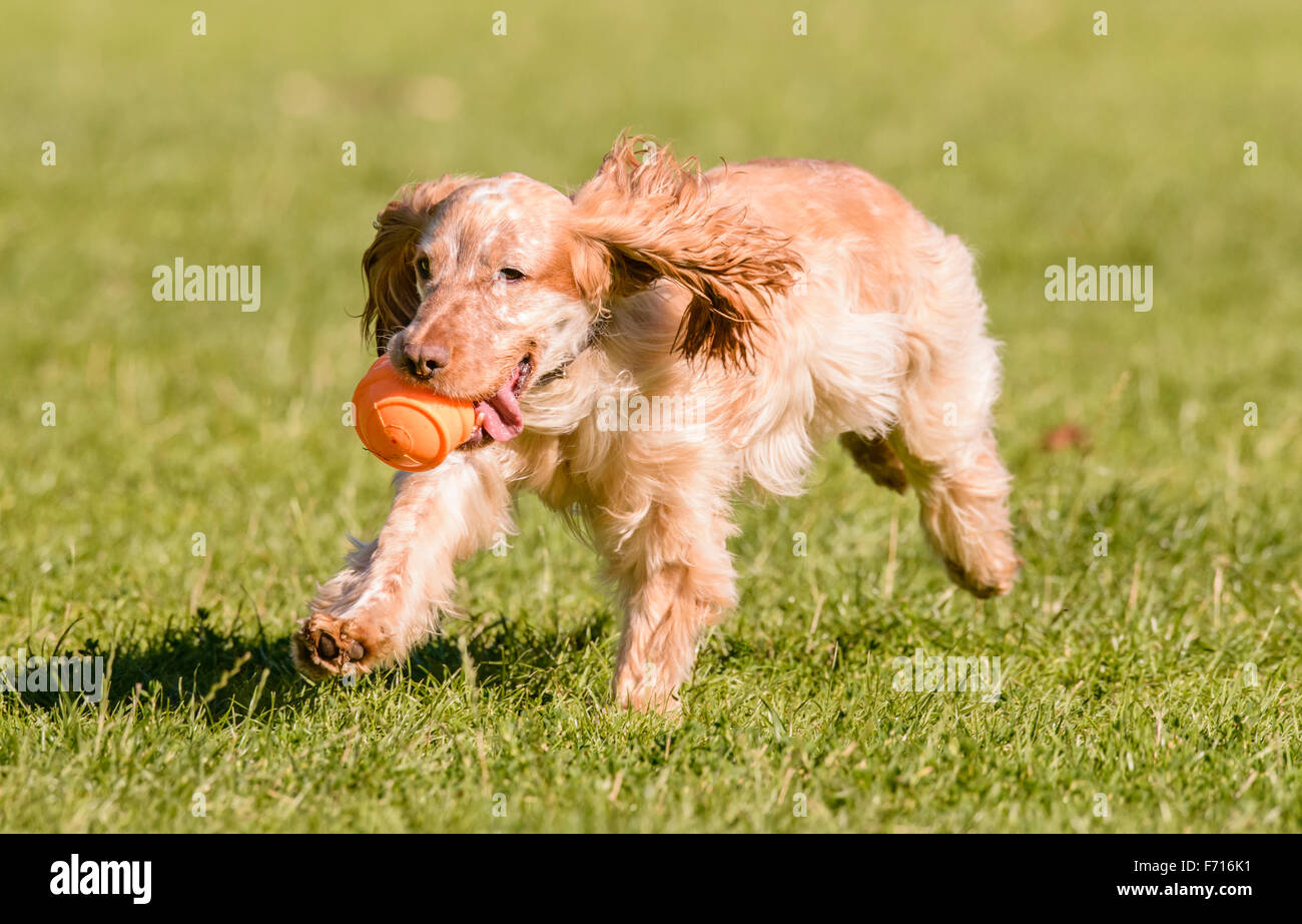 Lemon Roan Working Cocker Spaniel Playing With a Ball in the Park Stock Photo Alamy