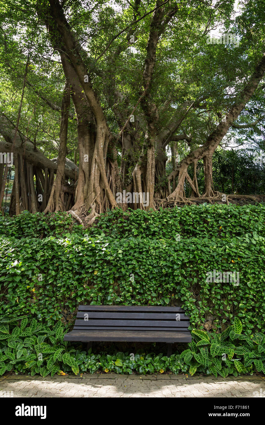 One unoccupied wooden bench in front of vines and under old & big trees