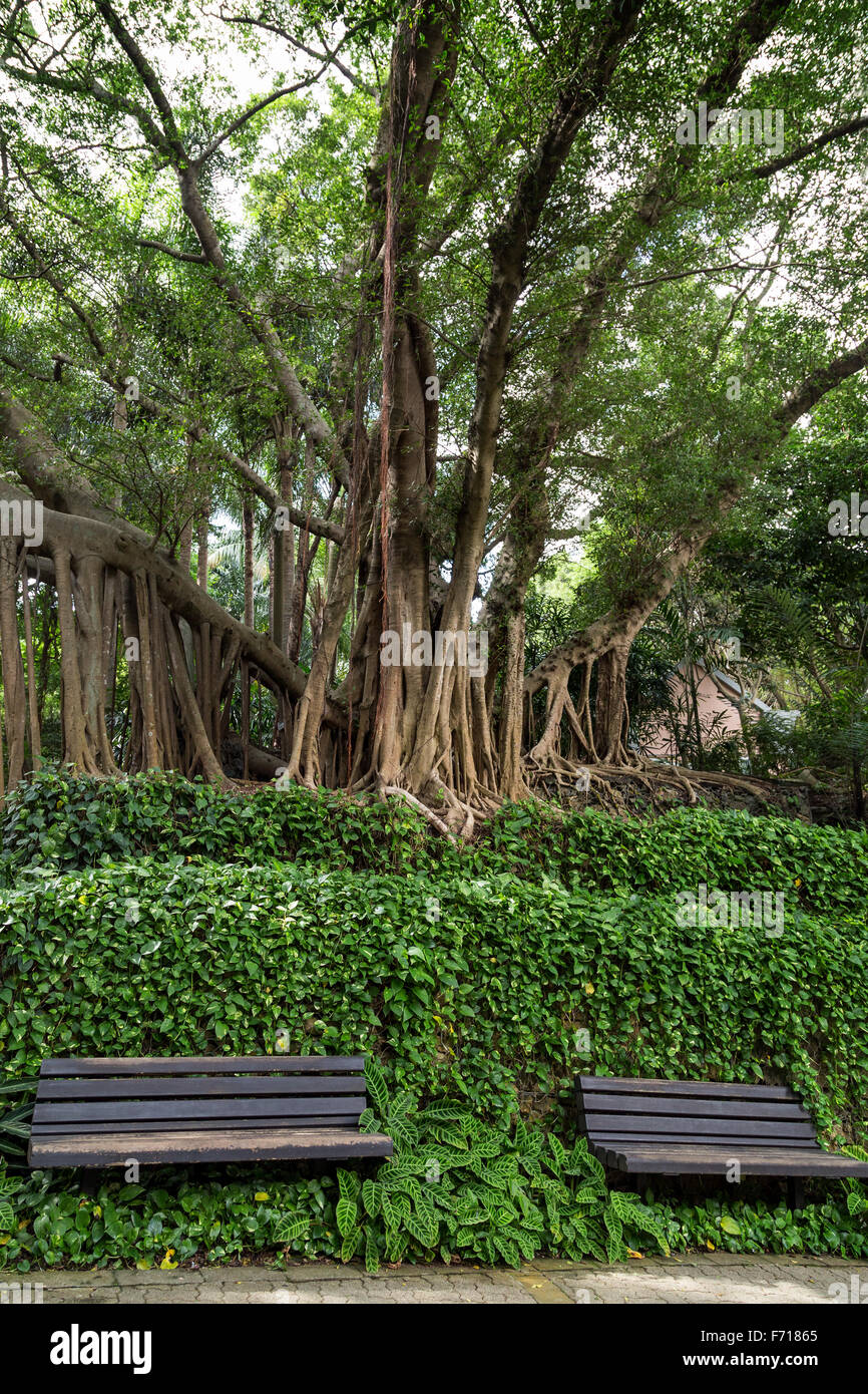 Two unoccupied wooden benches in front of vines and under old & big ...