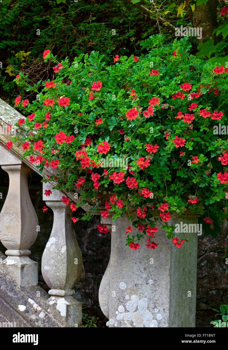 Red pelargonium flowers in a pot on a stone staircase in a garden Stock Photo