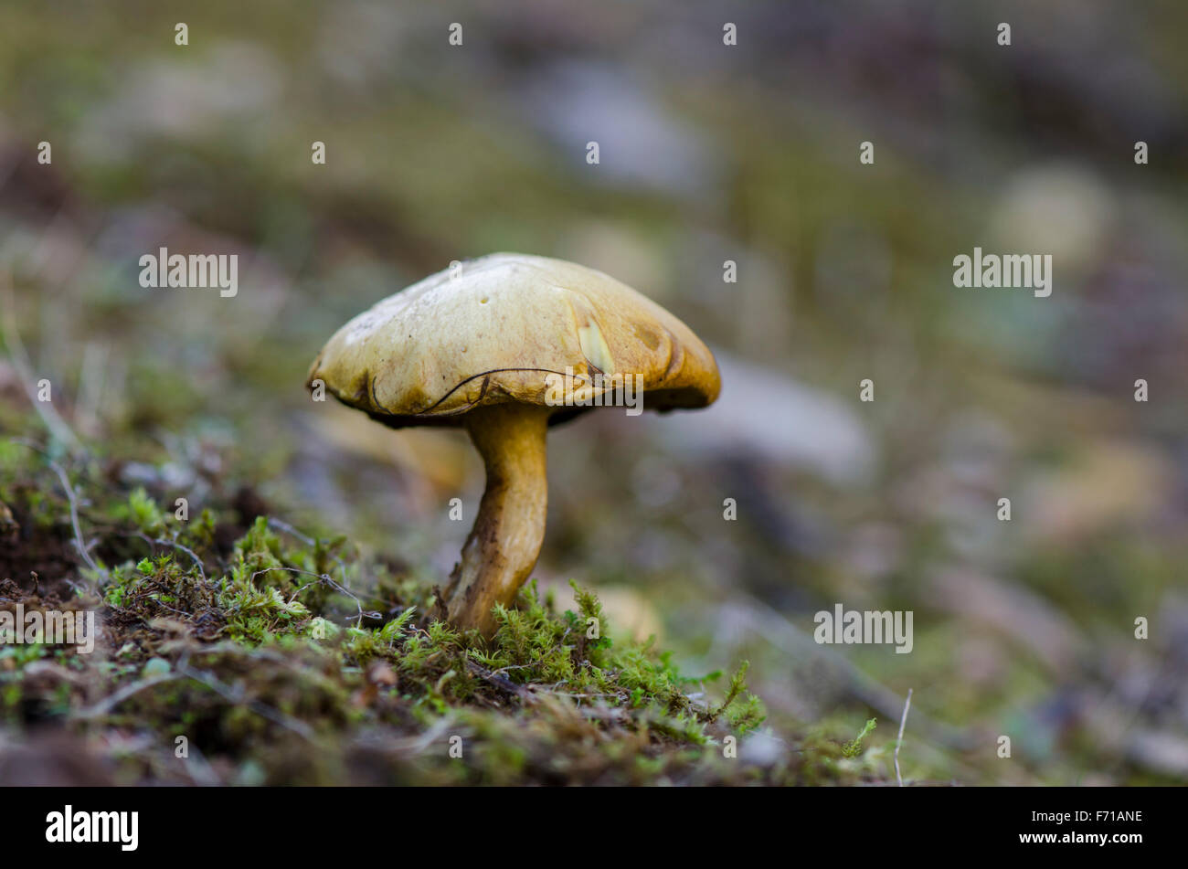 Peppery bolete, Chalciporus piperatus in forest. Spain. Stock Photo