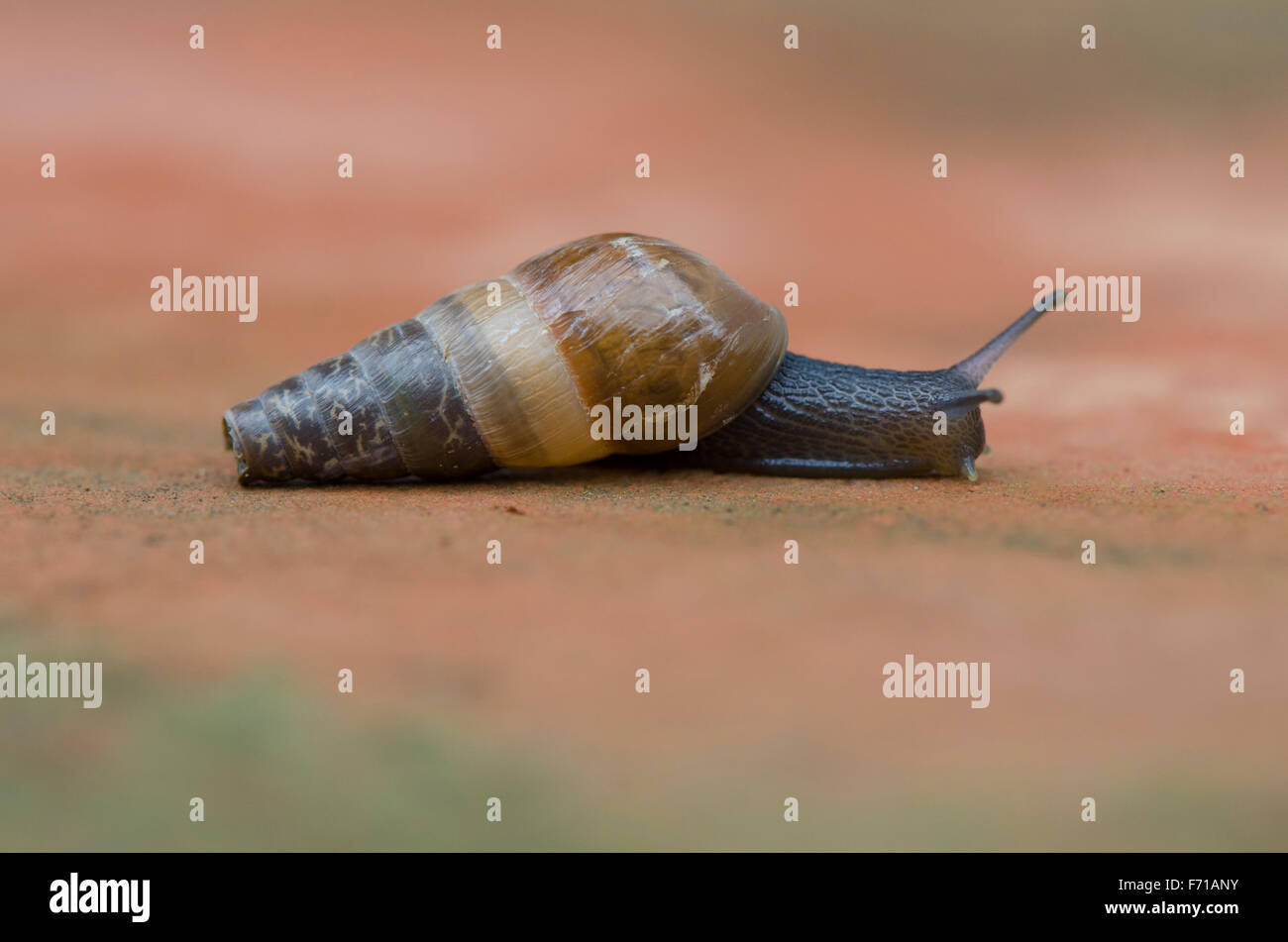 Decollate snail, Rumina decollata after rain moving over terrace. Spain Stock Photo
