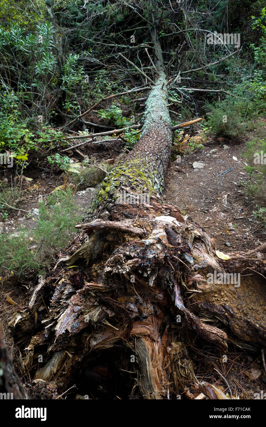 Uprooted Aleppo pine, Pinus halepensis, fallen in forest. Spain Stock Photo