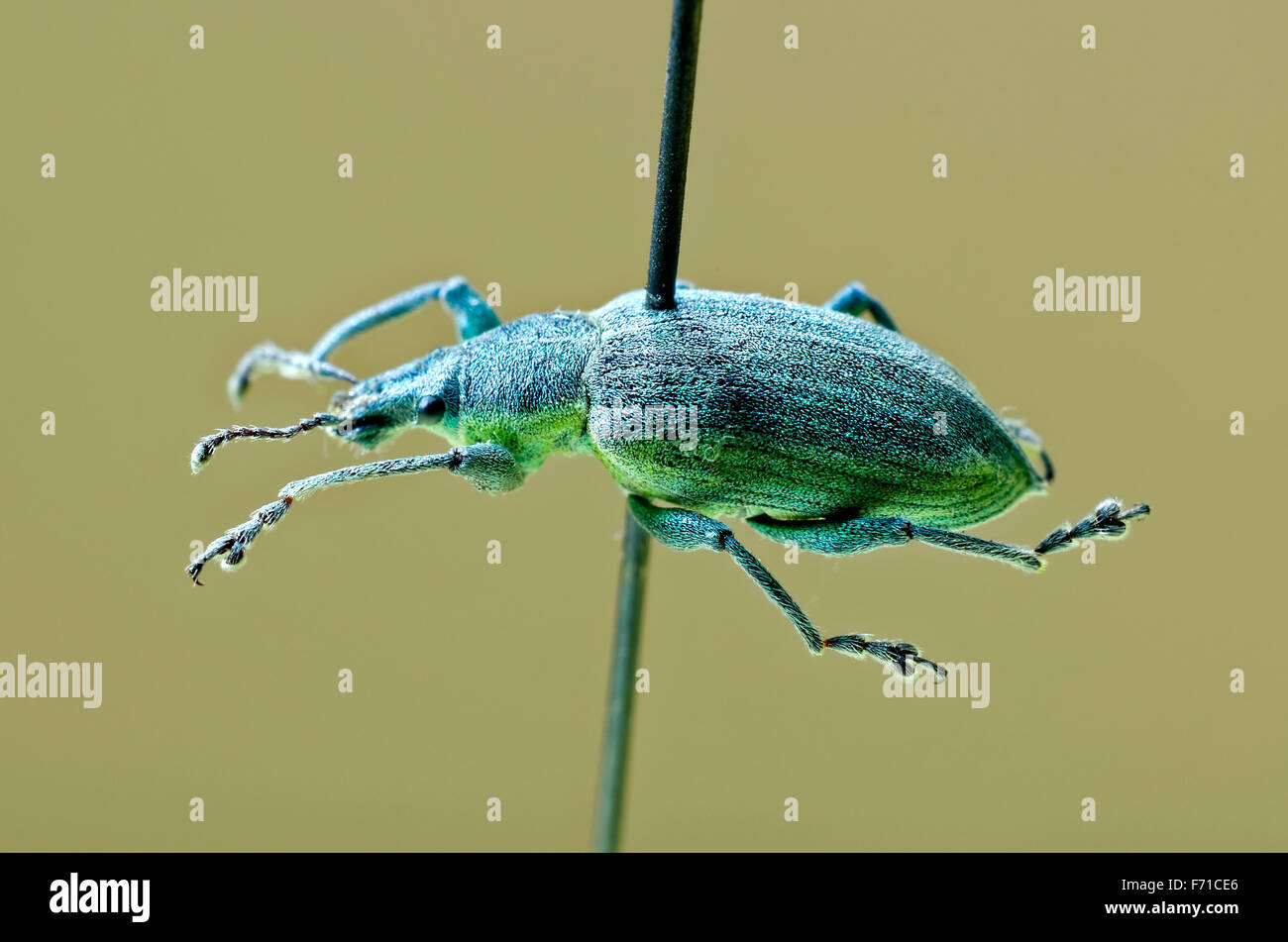 Yellow banded leaf weevil on an entomological pin. Stock Photo