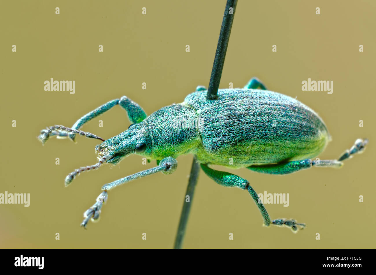 Yellow banded leaf weevil on an entomological pin. Stock Photo