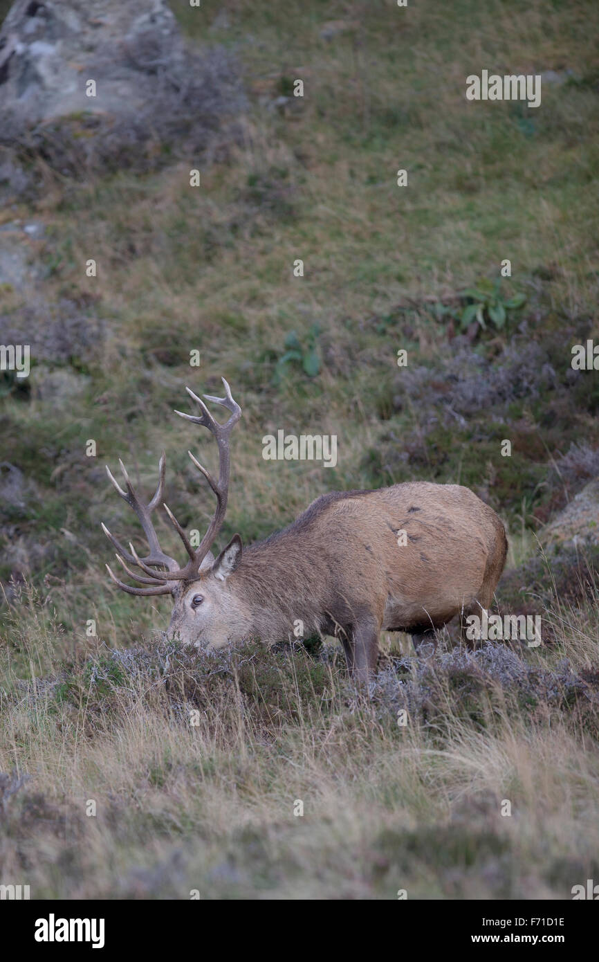 14 point stag hi-res stock photography and images - Alamy