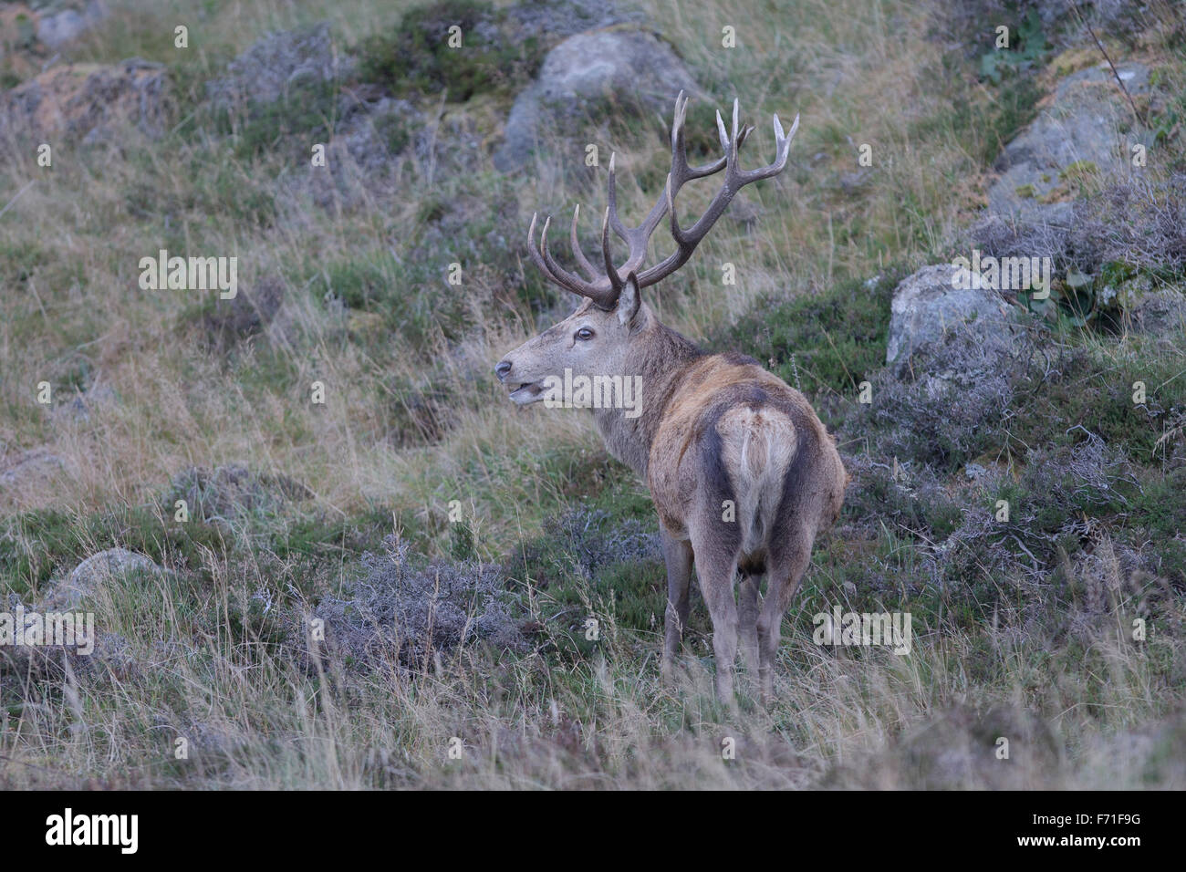 14 point stag hi-res stock photography and images - Alamy