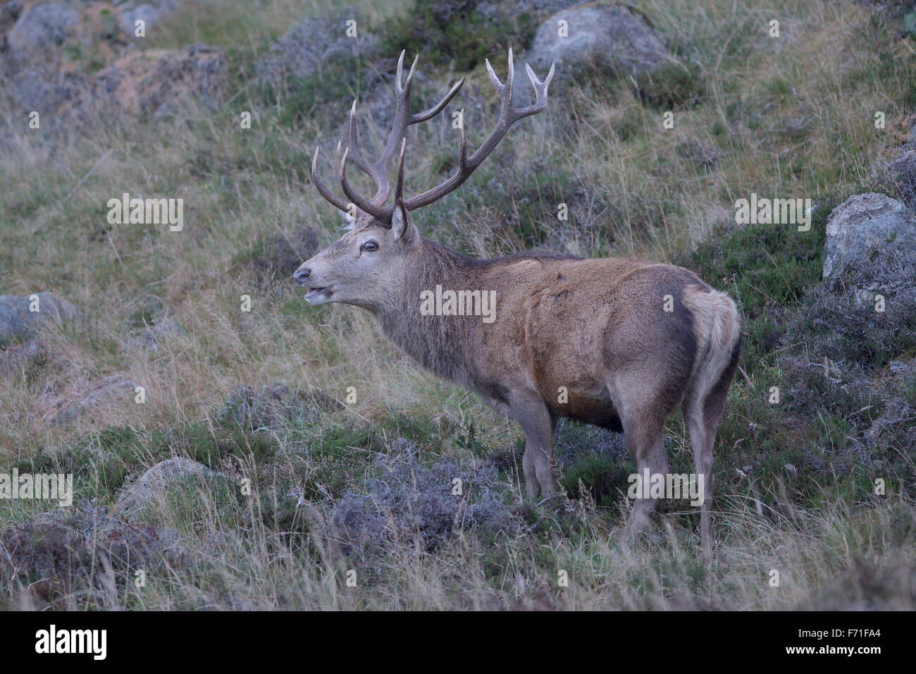 14 point stag hi-res stock photography and images - Alamy