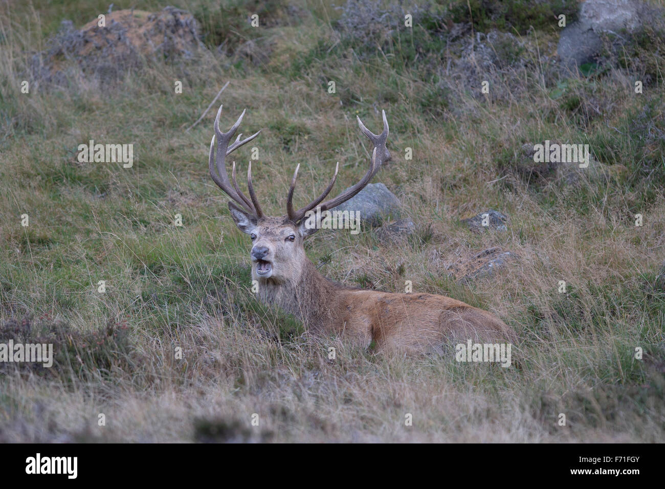 14 point stag hi-res stock photography and images - Alamy