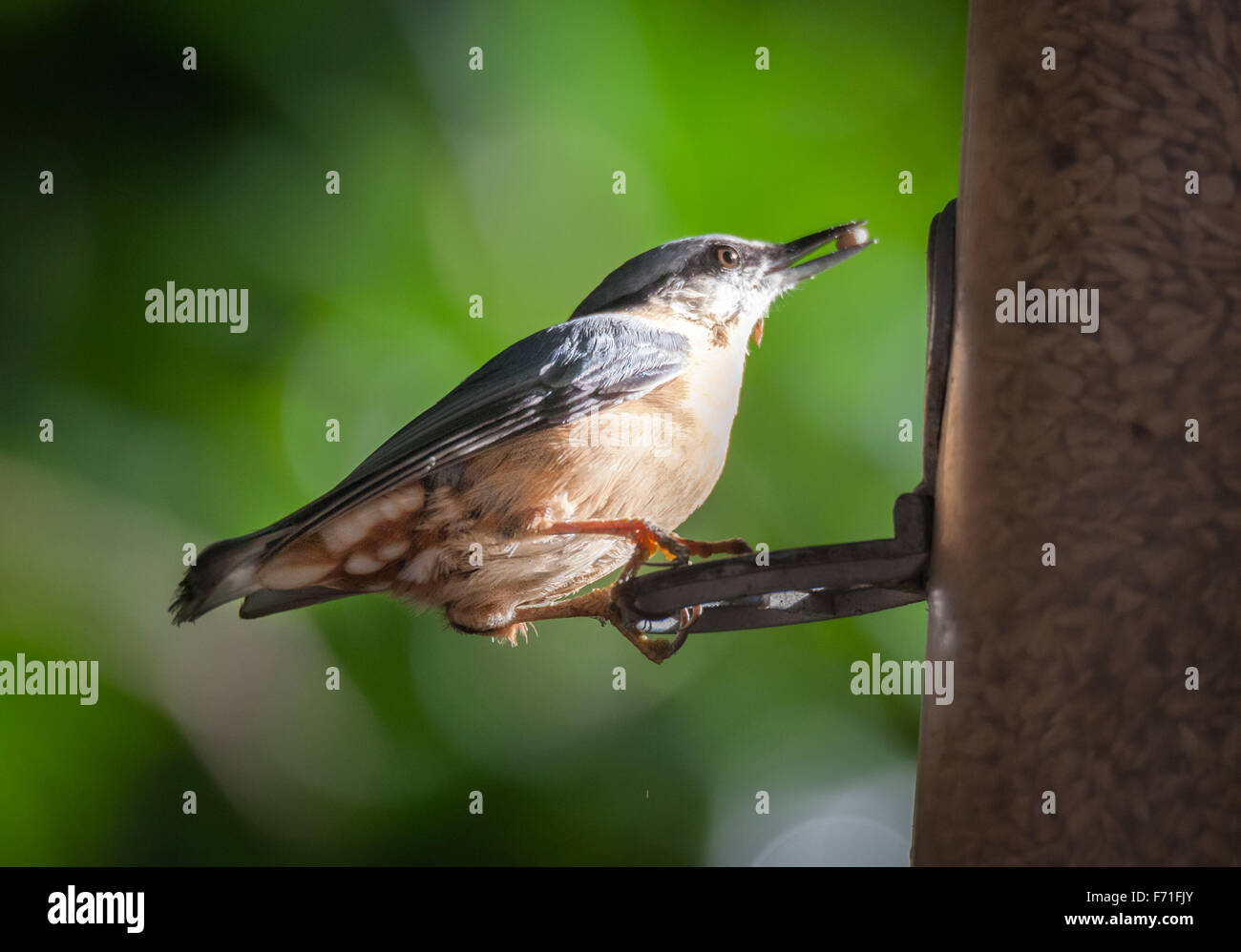 Nut hatch at bird feeder Stock Photo