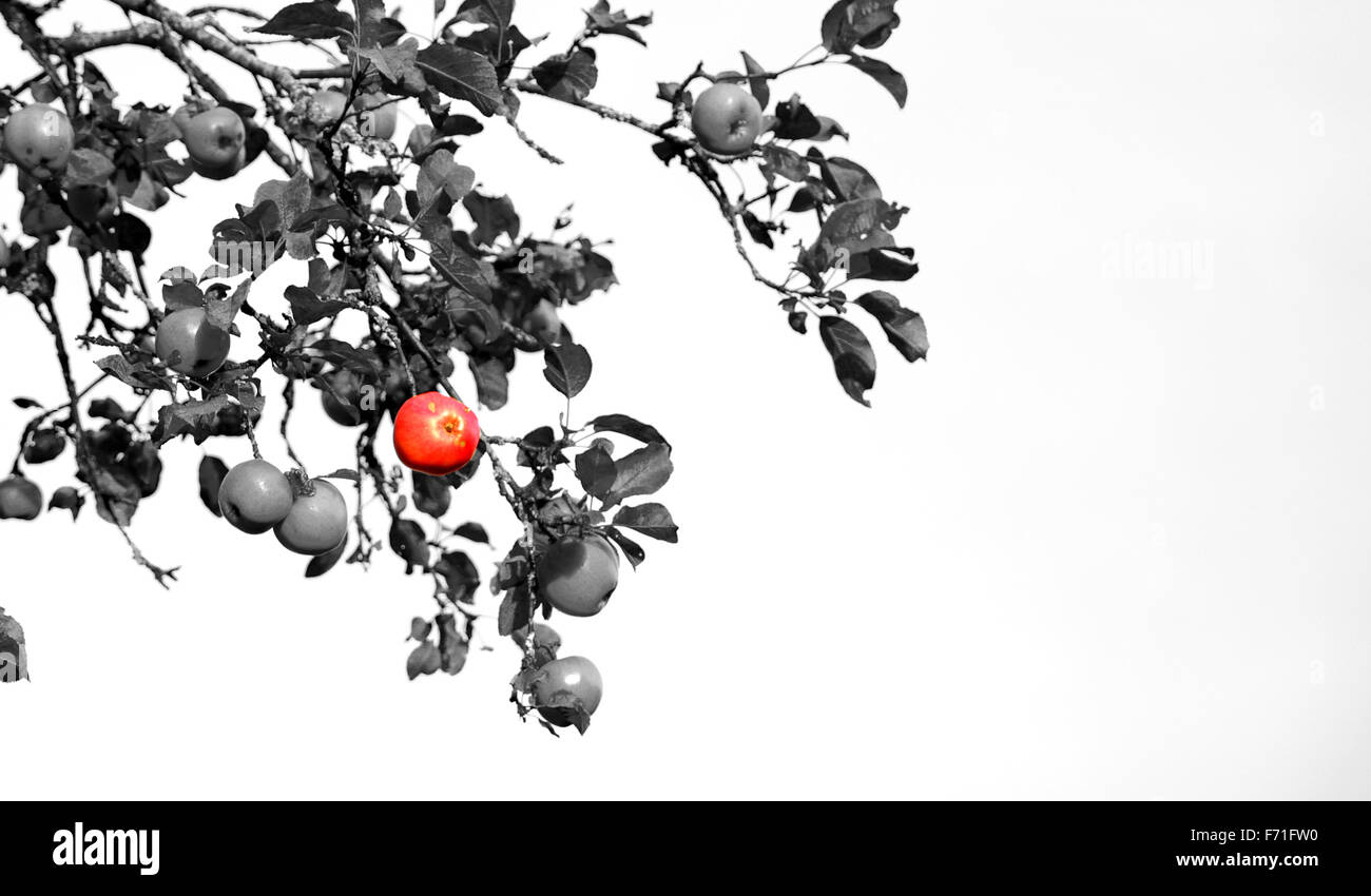 one standing out from the crowd concept colored apple among grey ones autumn Stock Photo