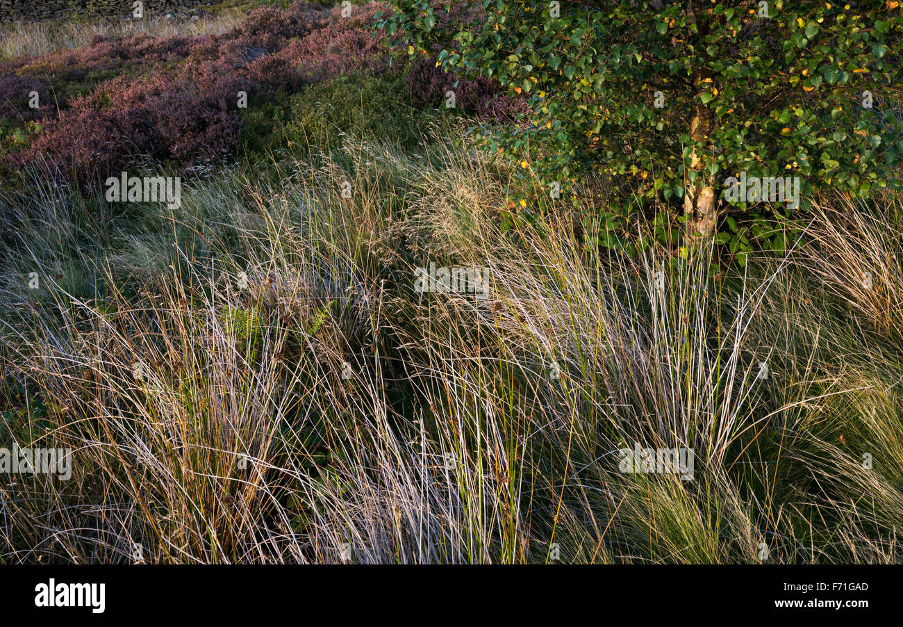 Textures of a summer landscape in the North of England. Stock Photo