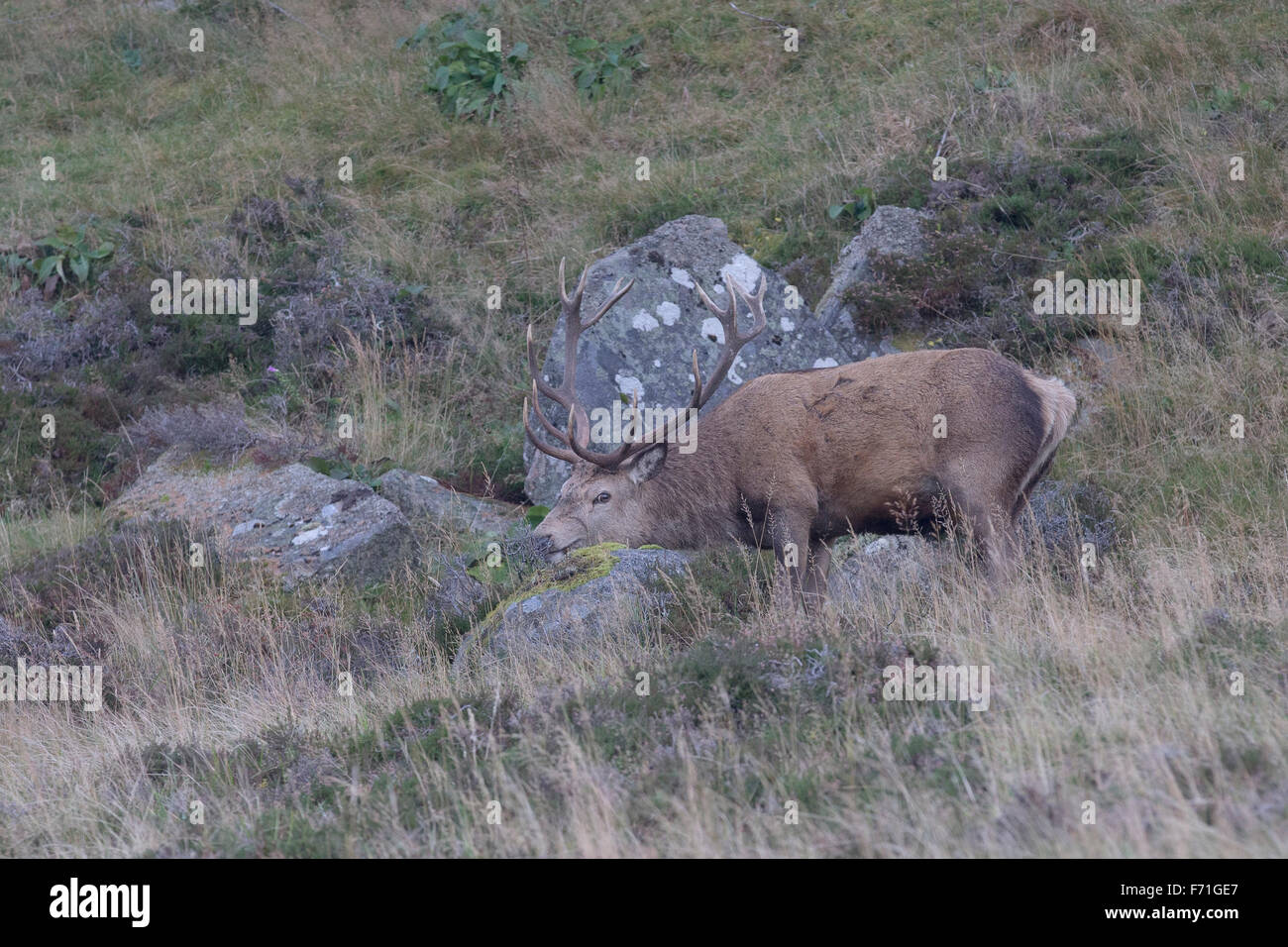 14 point stag hi-res stock photography and images - Alamy