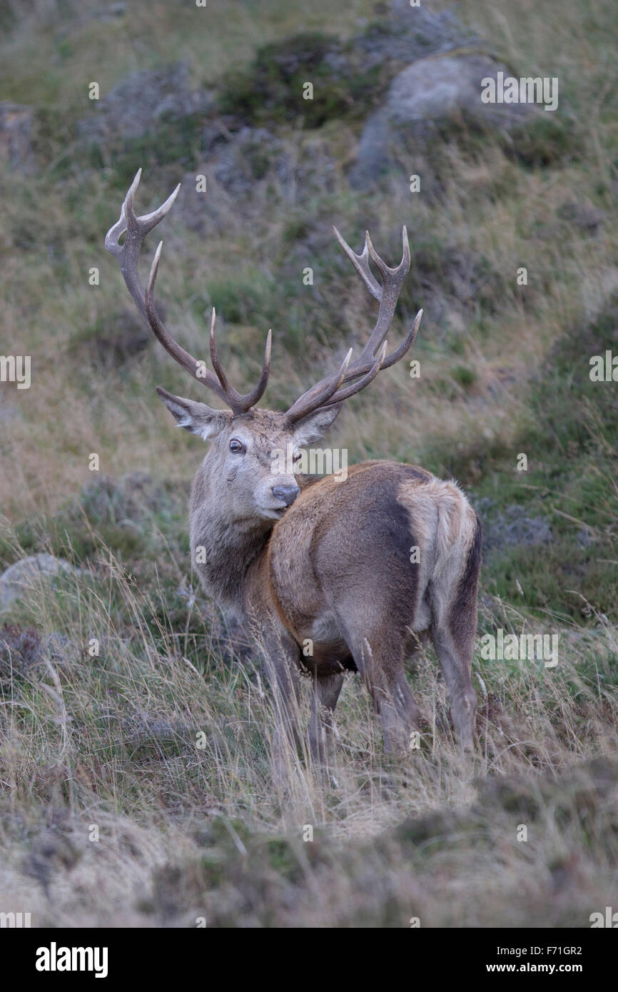 14 point stag hi-res stock photography and images - Alamy