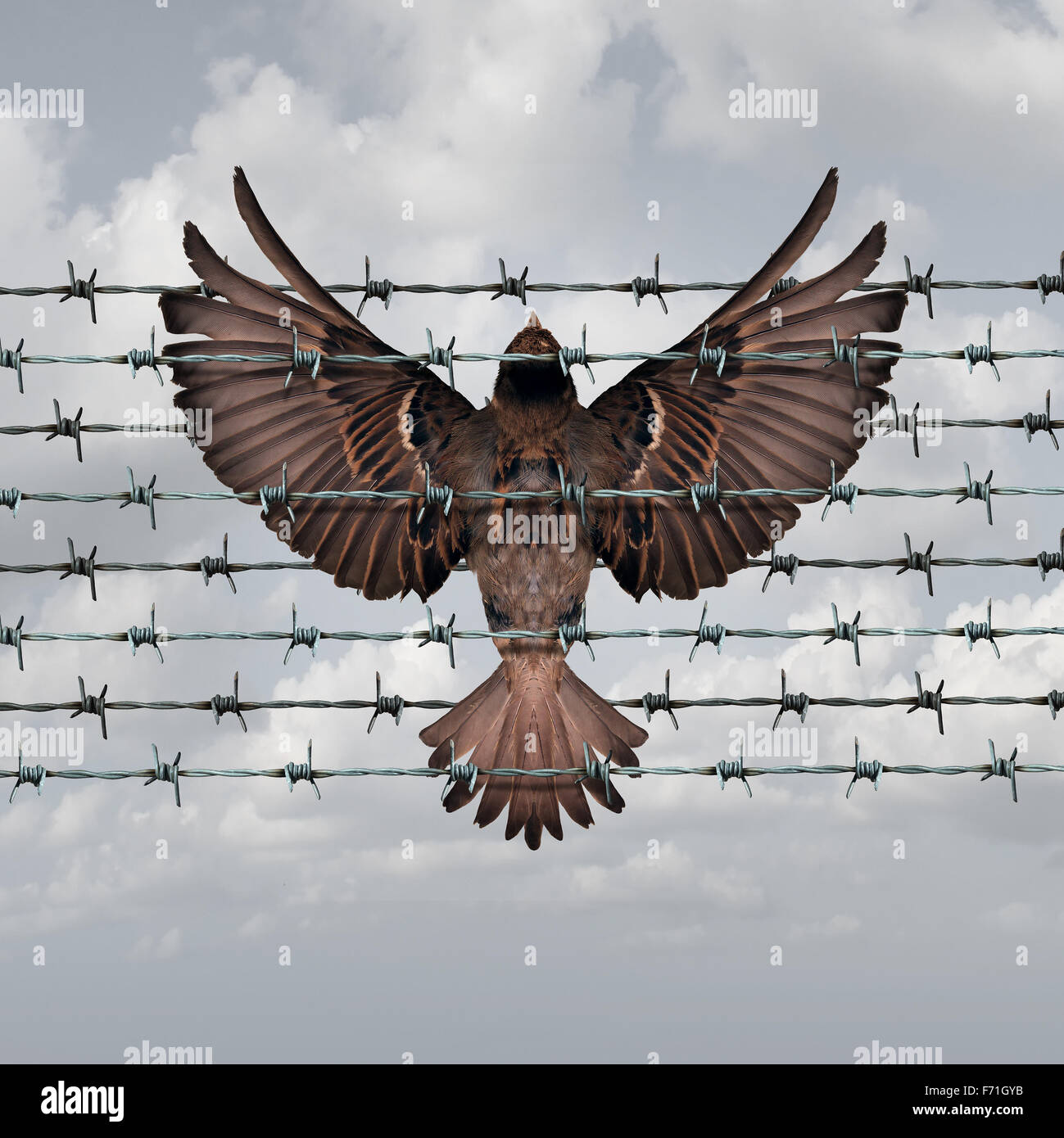 Restricted freedom concept and constrained opportunity symbol as a bird caught and entangled in a barbed wire fence as an icon for frustration and suppression. Stock Photo