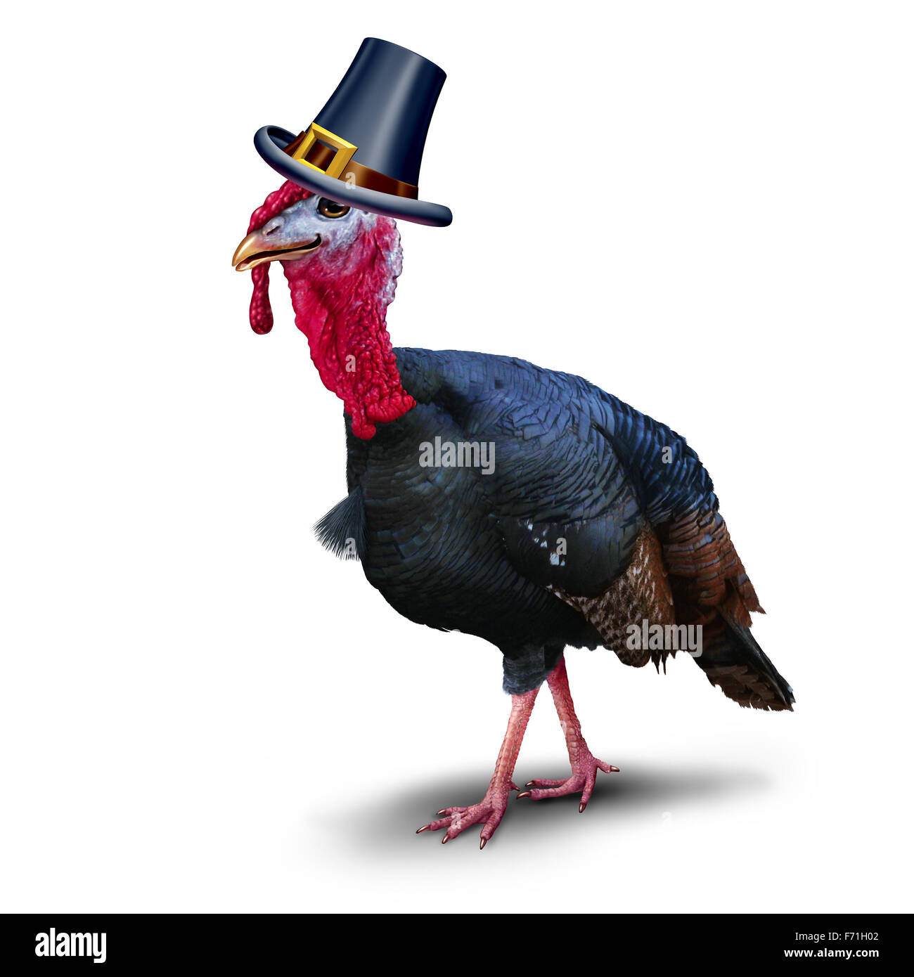Turkey pilgrim character on a white background as seasonal thanksgiving bird wearing a hat as an autumn symbol for harvest time Stock Photo