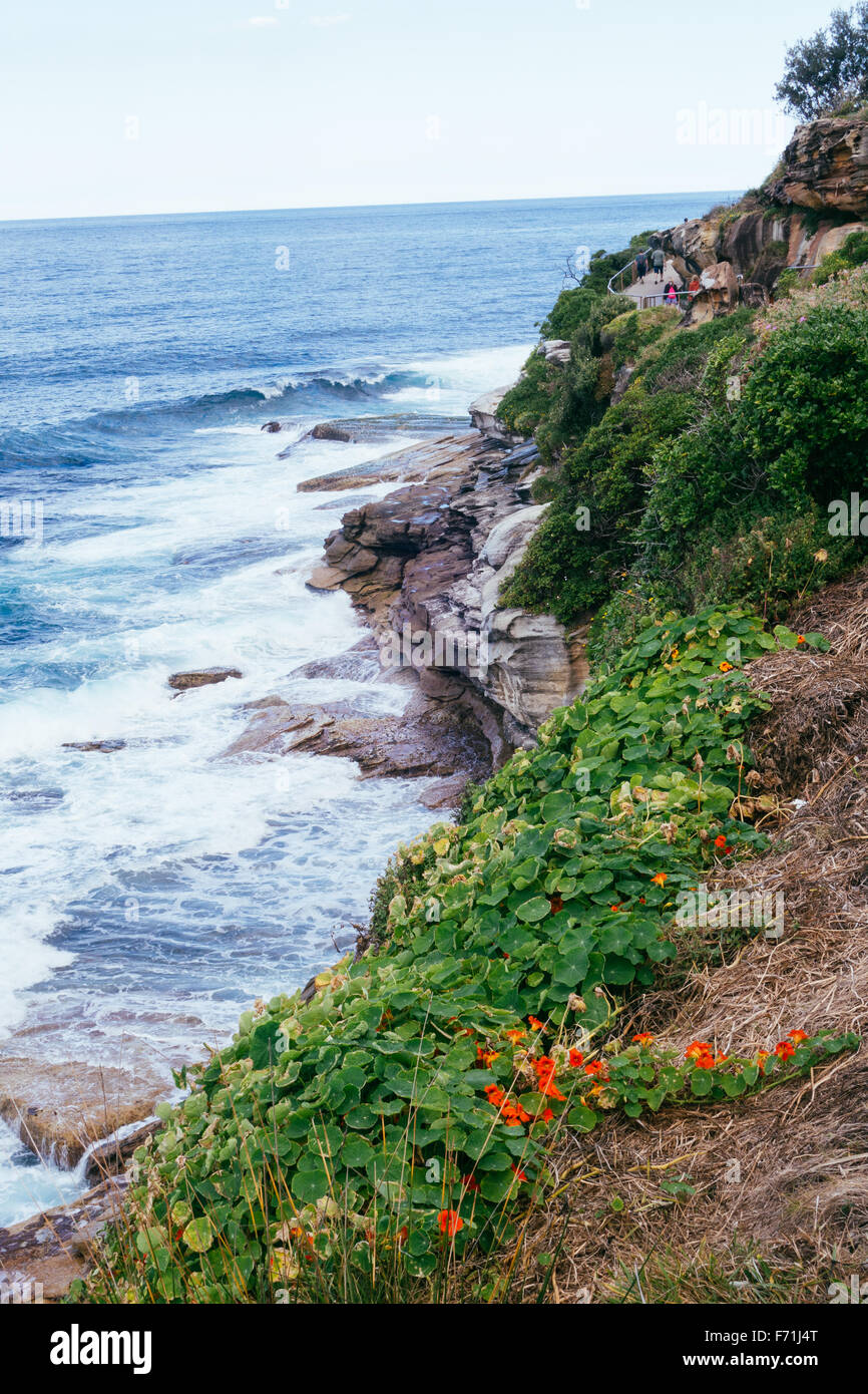 Bondi beach cliff walk Stock Photo