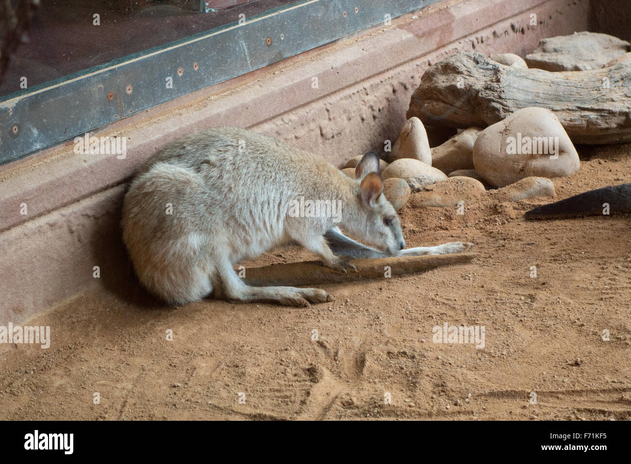 wallaby licking foot inside sydney zoo Stock Photo