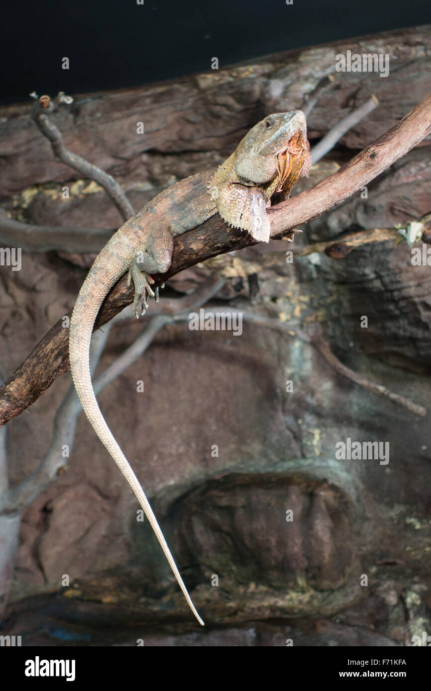 long tail lizard Stock Photo