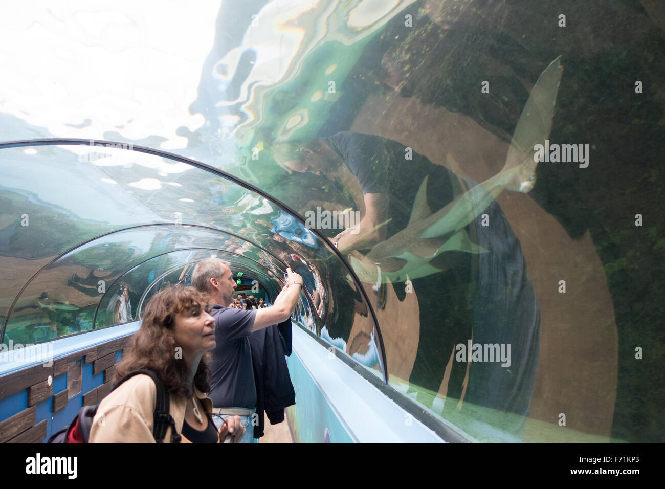 people taking picture inside aquarium Stock Photo