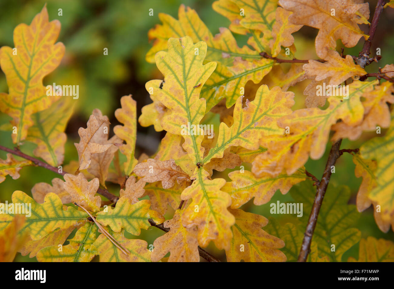 Bright yellow leaves Stock Photo