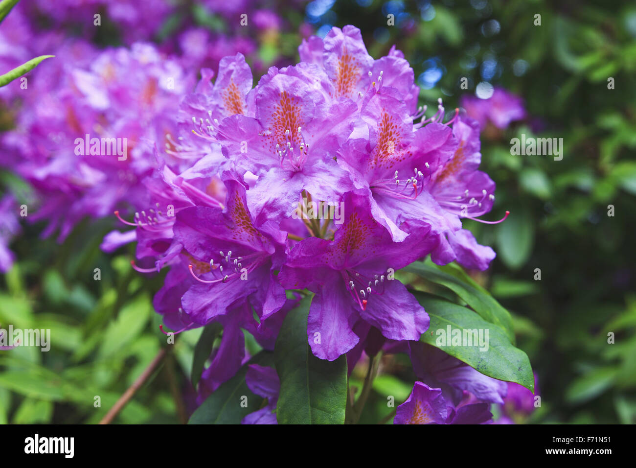 Pink Rhododendron flower Stock Photo - Alamy