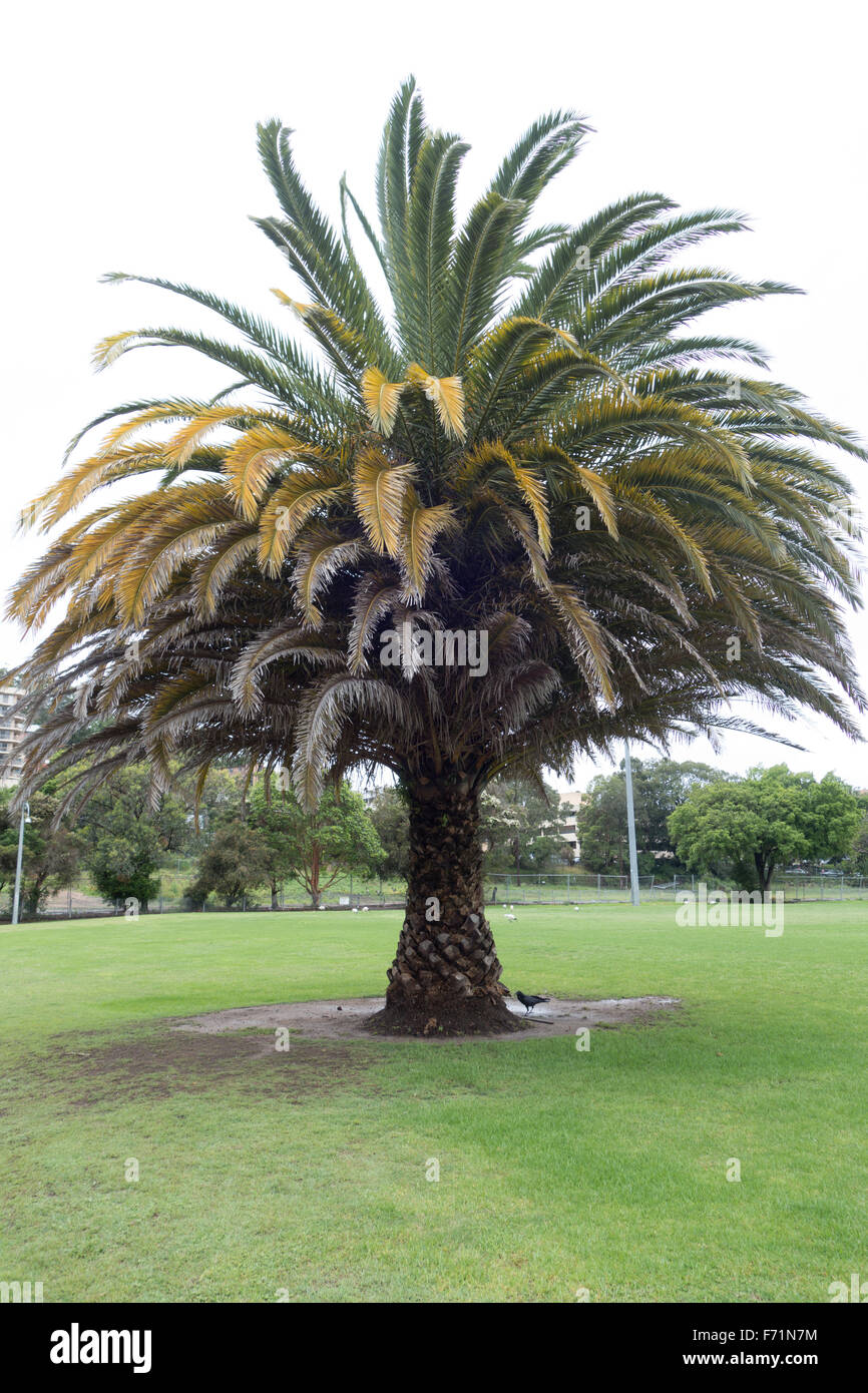 palm tree australia Stock Photo Alamy