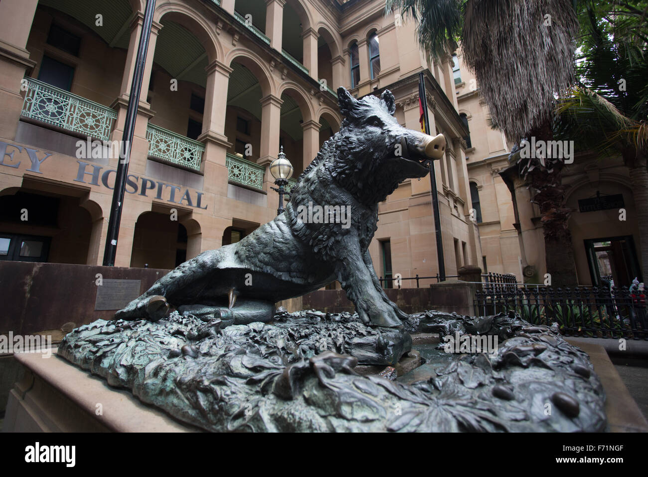 Sydney hospital pig statue Porcellino Stock Photo Alamy