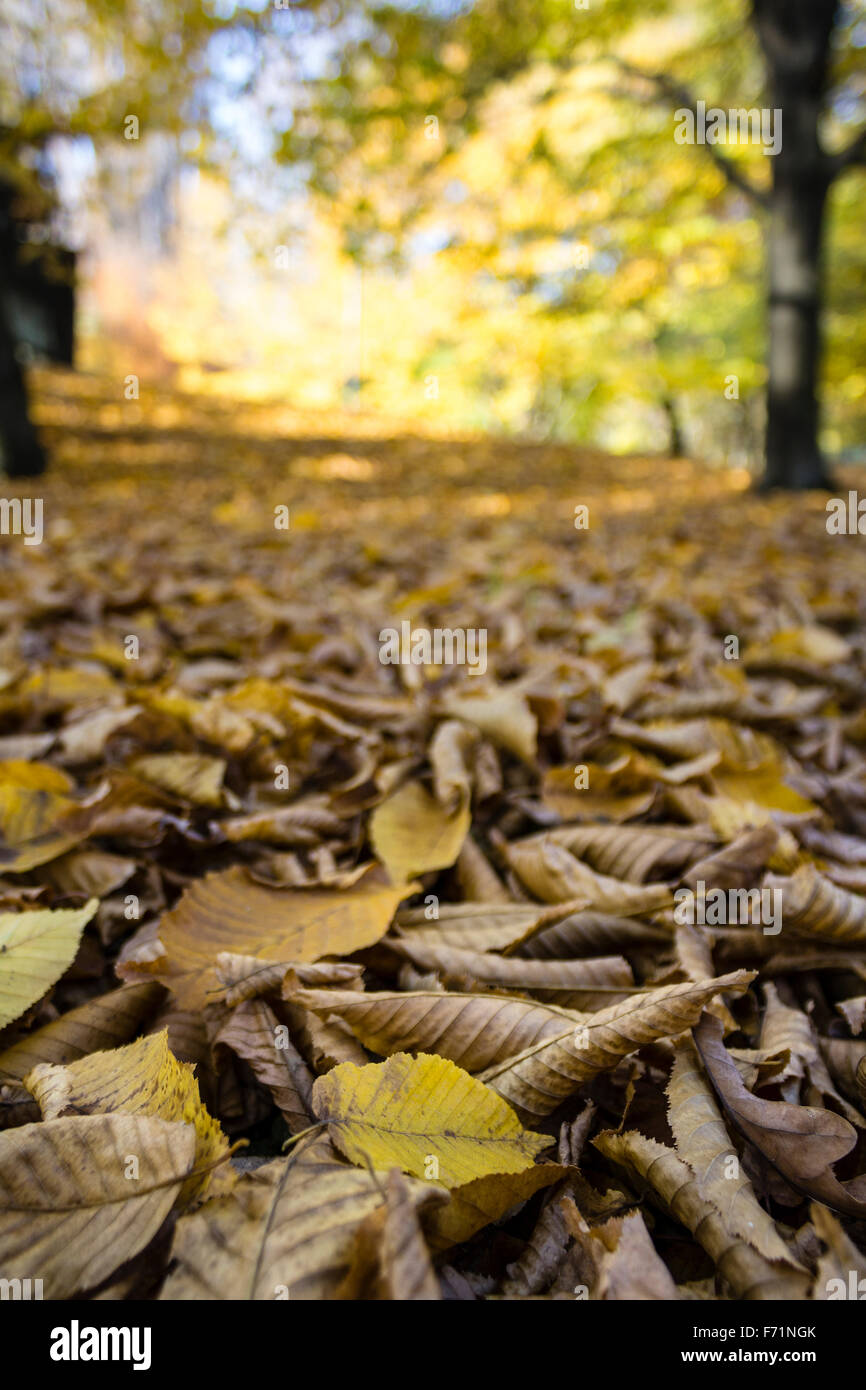 Falling Leaves of Autumn. Vigevano. Italy Stock Photo