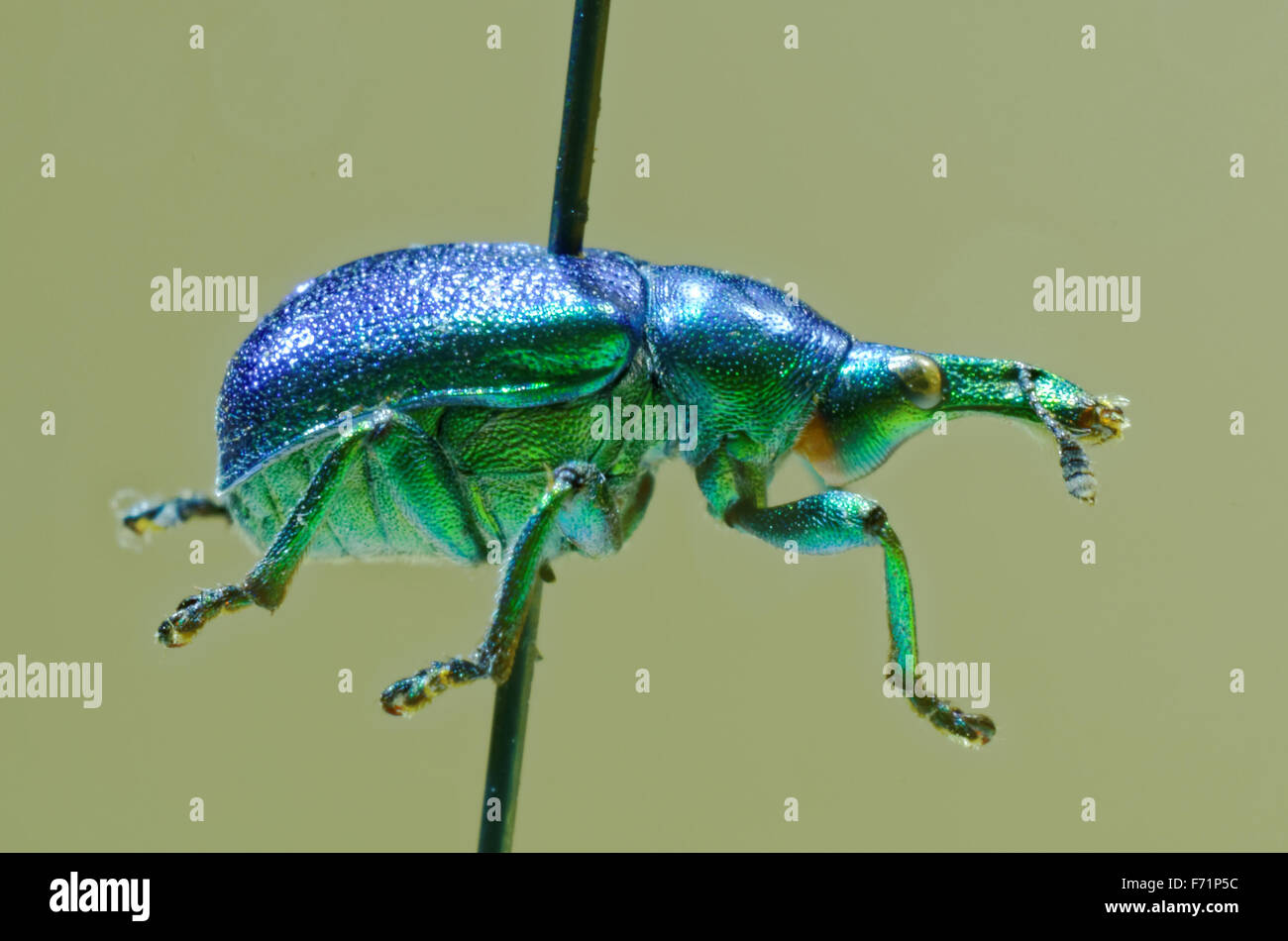 Hazel leaf-roller weevil on an entomological pin. Stock Photo