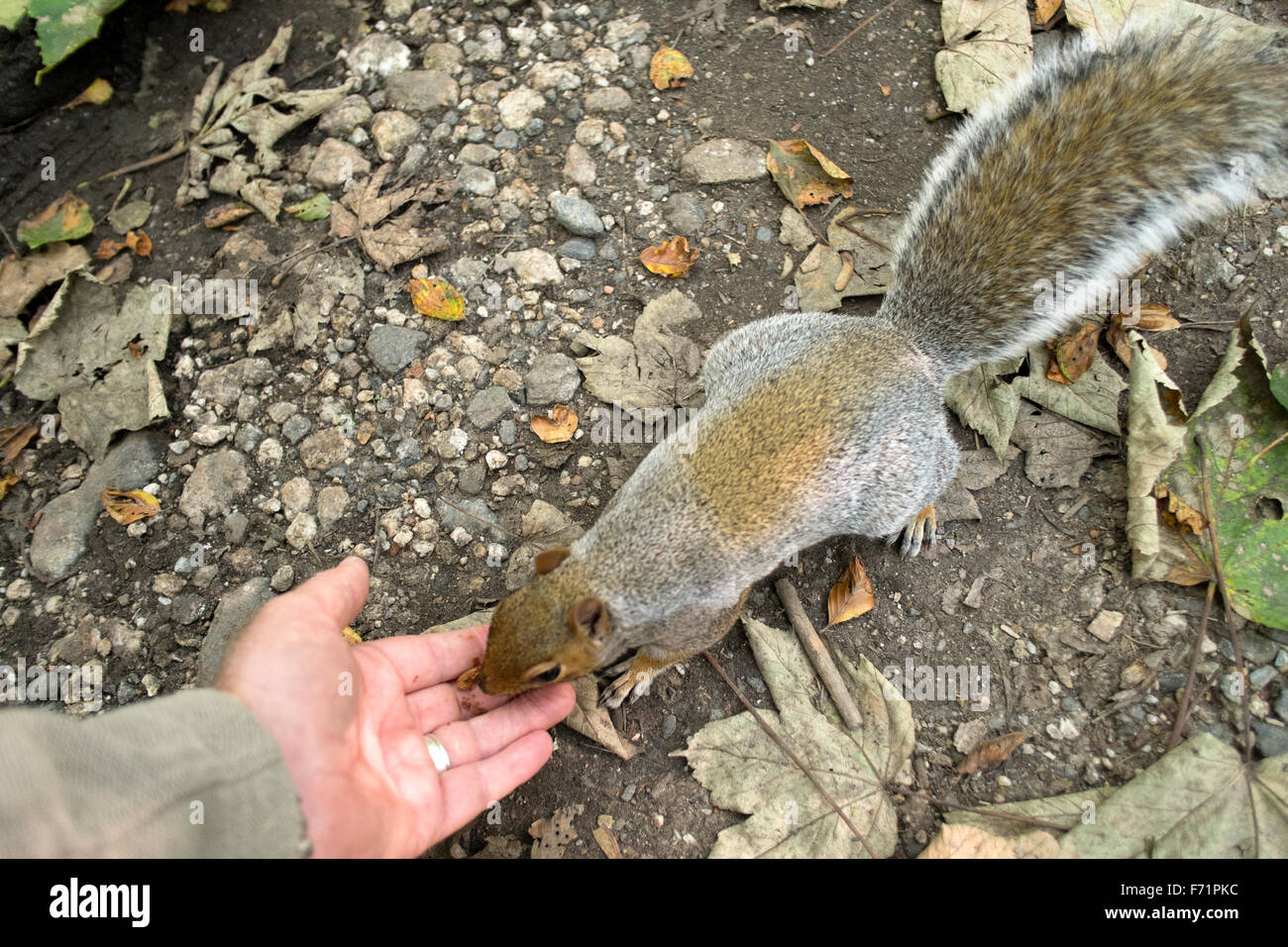 Bushy tailed European Grey Squirrel takes food from a person's hand Stock Photo