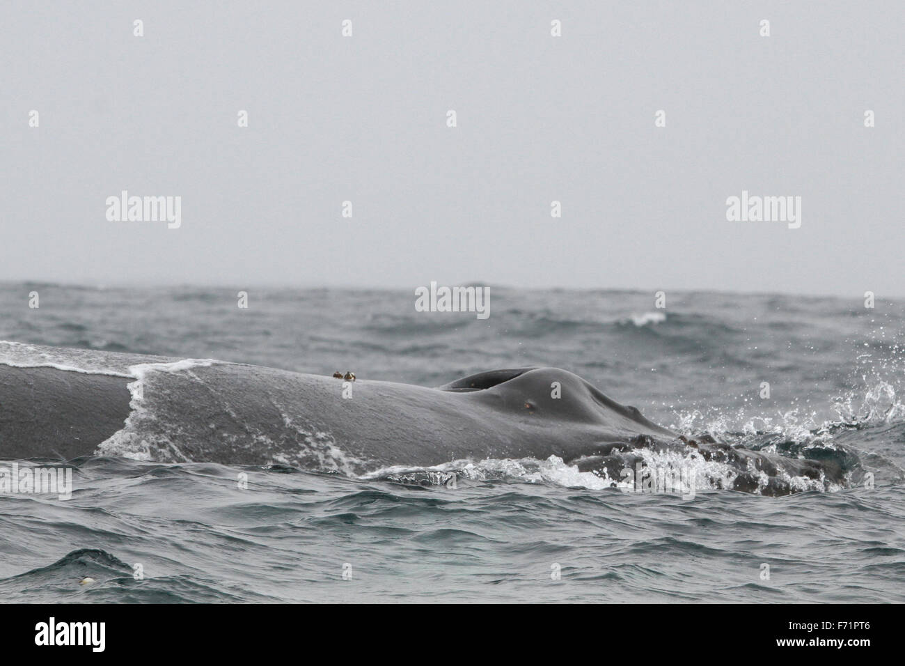 Humpback Whale off the Farallon Islands Stock Photo