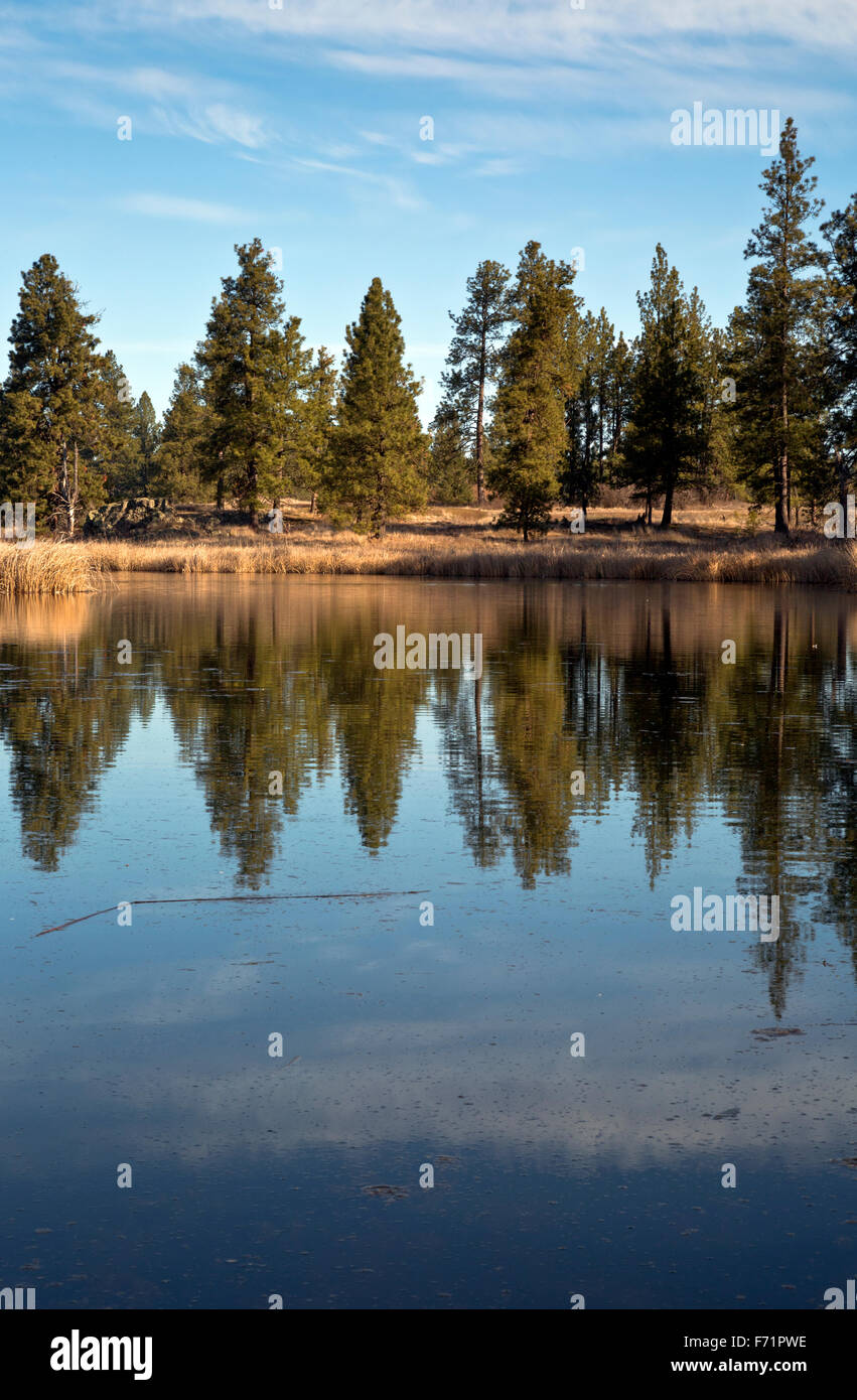 Ponderosa pine forest hi-res stock photography and images - Alamy