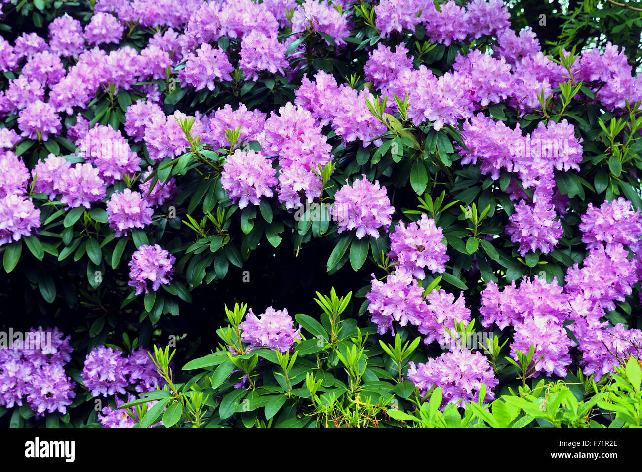 Pink Rhododendron Bush Stock Photo