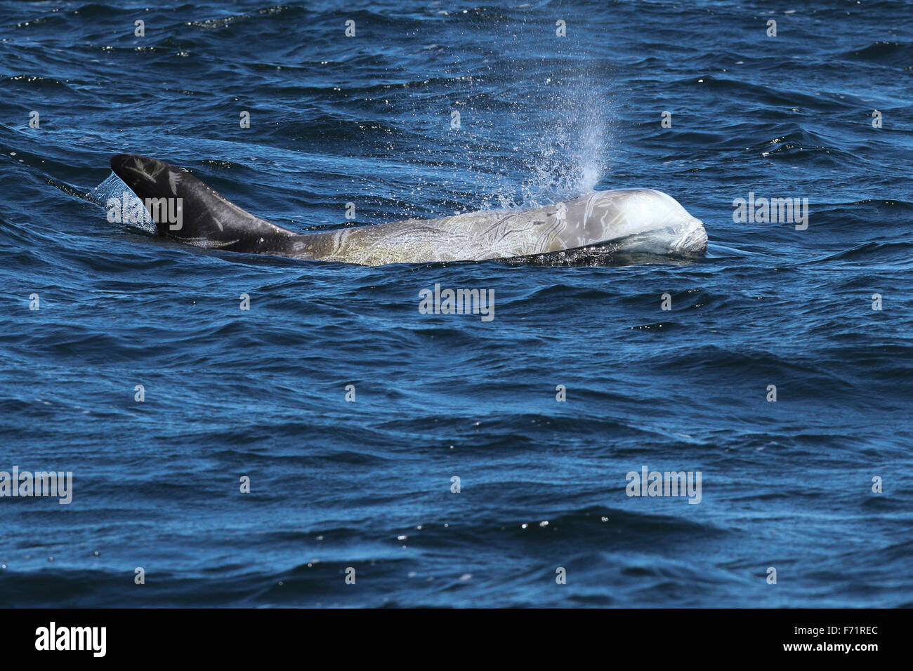 Risso's Dolphin in Monterey Bay, California Stock Photo