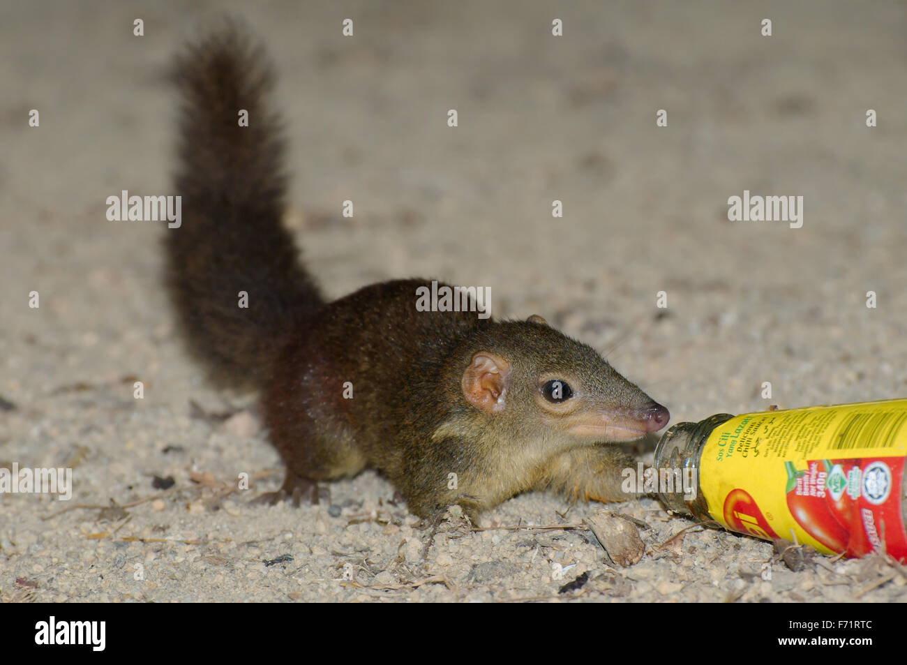 Asian Red-cheeked Squirrel (Dremomys rufigenis) eat spicy sauce Cilli Maggii, Perhentian island, Malaysia Stock Photo