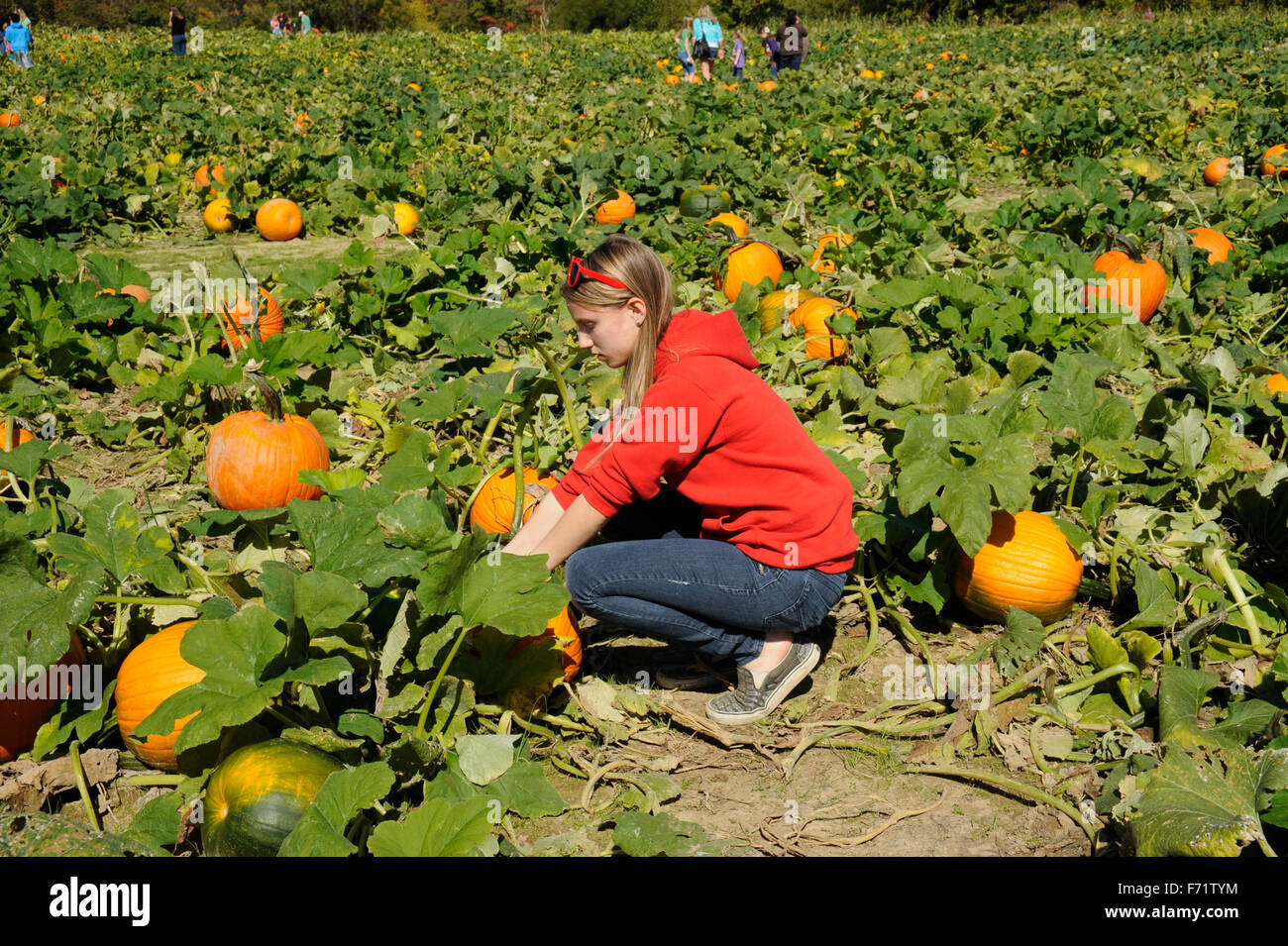Trafalgar indiana farm tourist hires stock photography and images Alamy