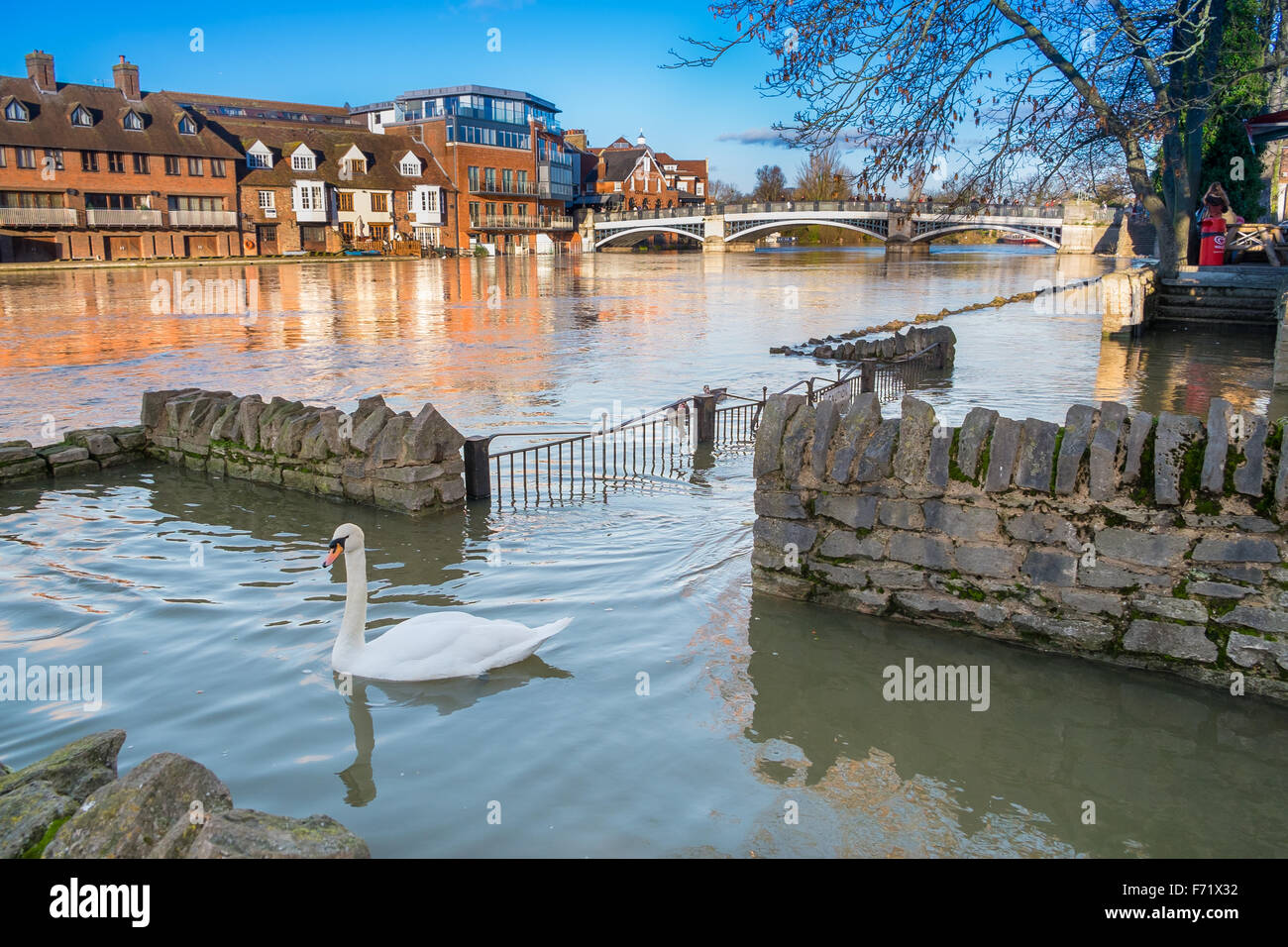 WINDSOR BERKSHIRE, UK- 11 January, 2014: View of Eton Bridge with a swan swimming on the flooded foot path on the river bank in Stock Photo