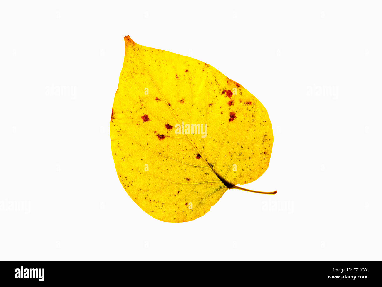 Closeup of a Yellow Autumn Leaf - Isolated on White Stock Photo - Alamy