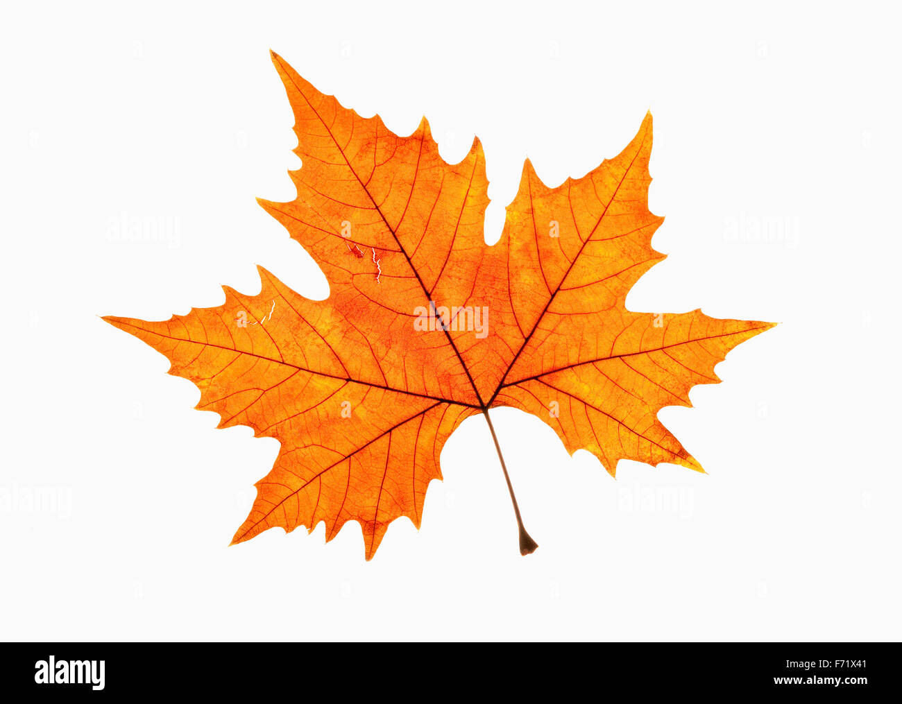Closeup of Brown Autumn Leaf - Isolated on White Stock Photo