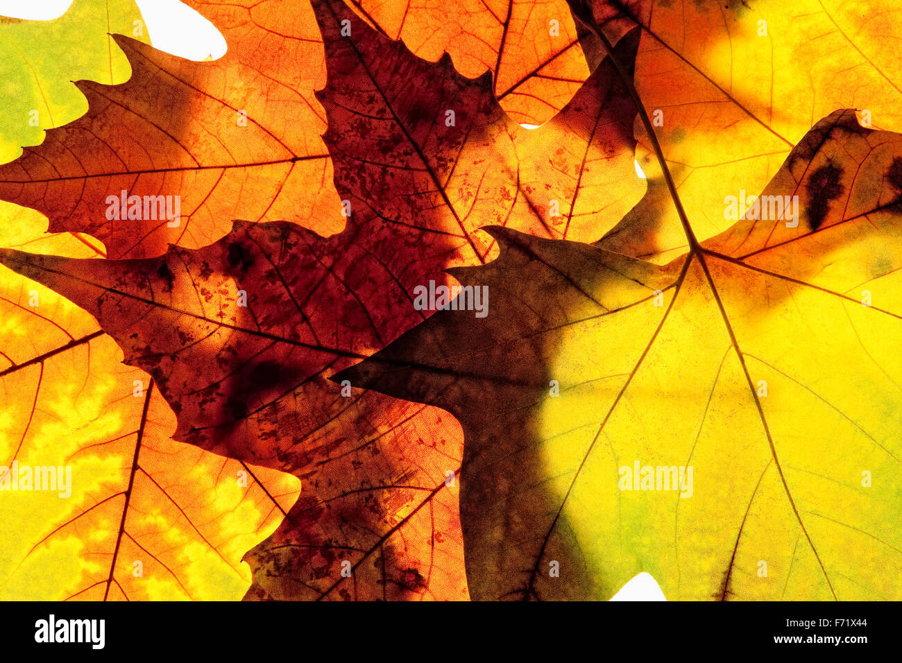 Closeup of Different Autumn Leaves Stock Photo - Alamy