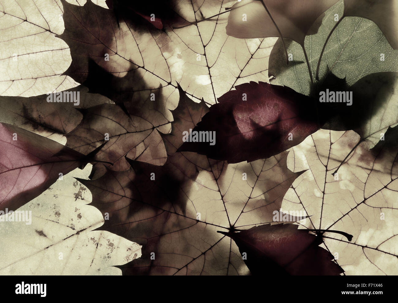 Closeup of Different Autumn Leaves Stock Photo - Alamy