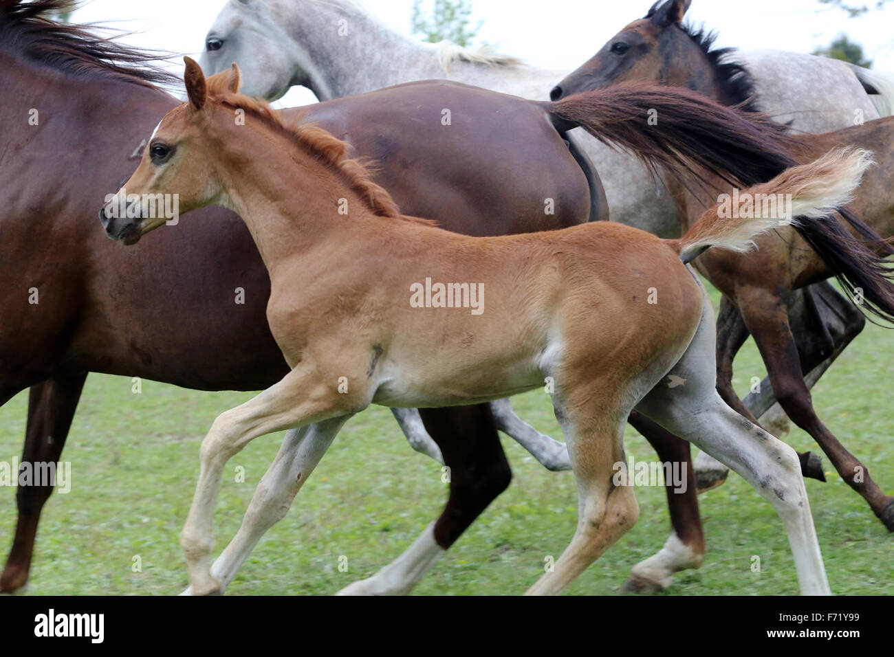 Few months old little filly galloping with the herd Stock Photo - Alamy