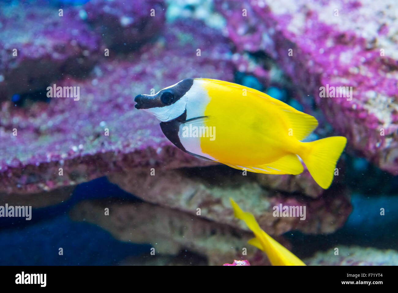 saltwater fish foxface rabbitfish. Siganus vulpinus Stock Photo