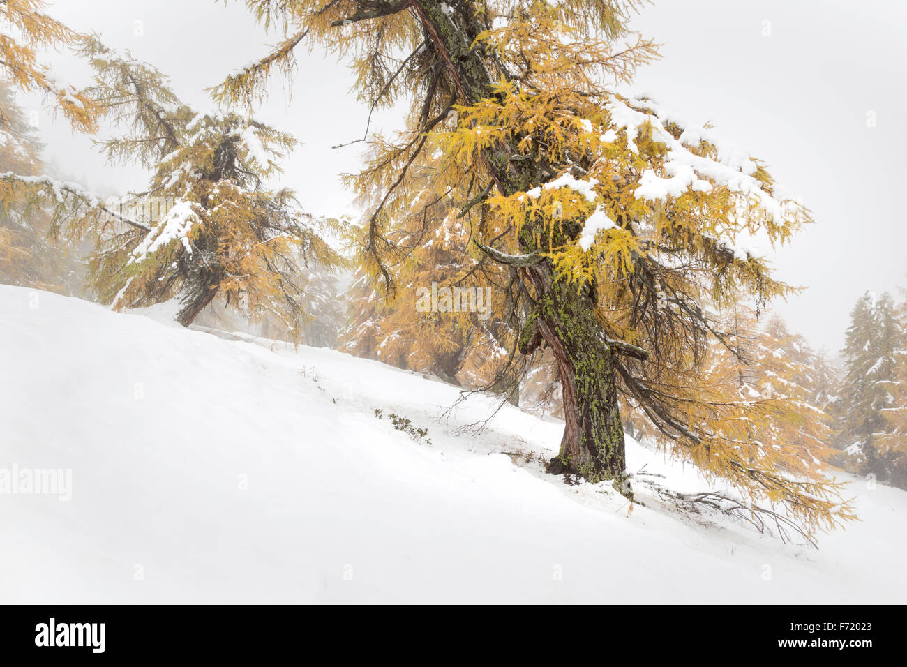 Larch forest at Fleißtal, High Tauern National Park, Austria,Europe Stock Photo