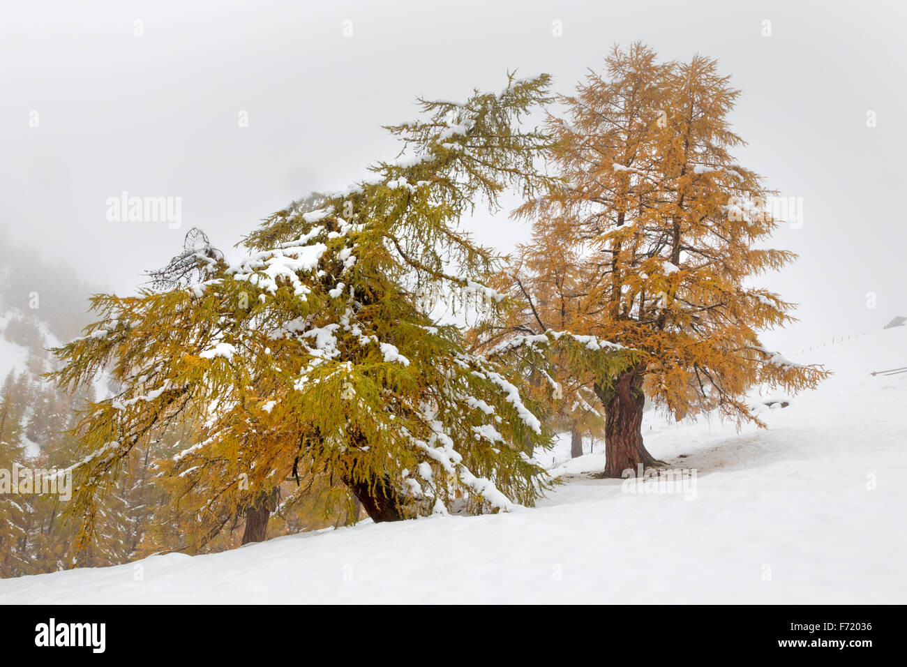 Larch with snow hi-res stock photography and images - Alamy