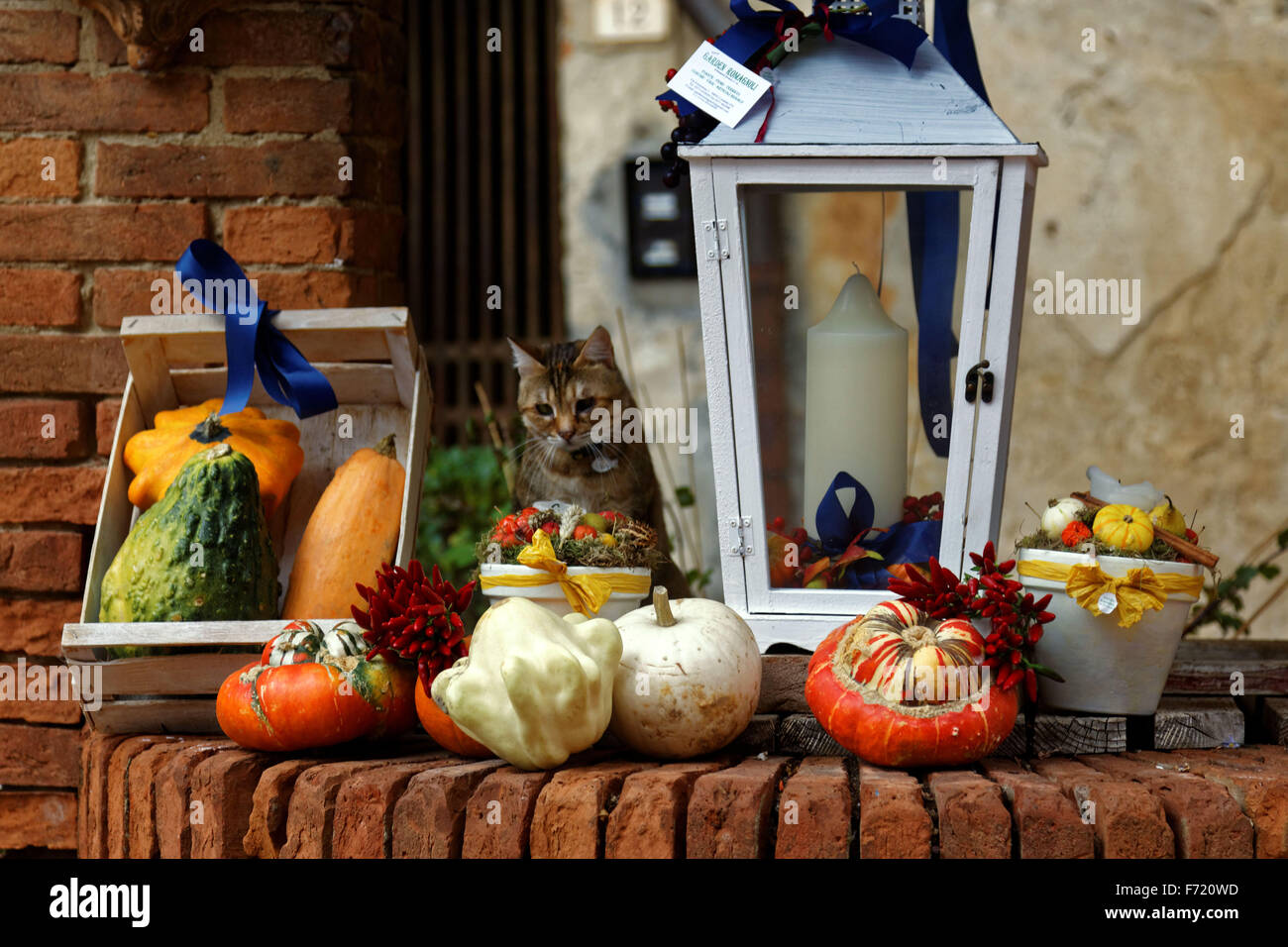 A cat keeps watch over a selection of gourds on display at a market in Italy. Stock Photo